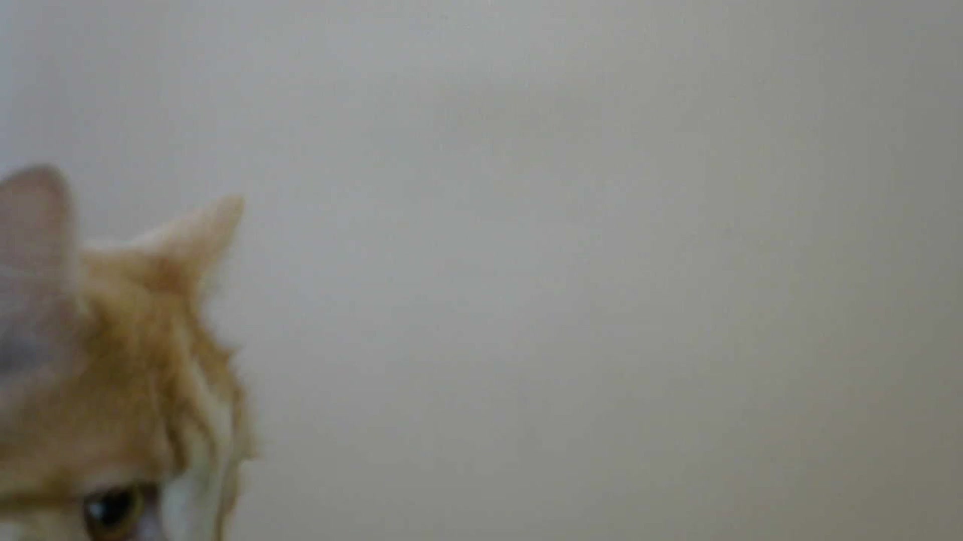 Gallery image thumbnail from HaleyReed's myfreecams stream on, 05/09/2024, 16:03 image 1 of 20