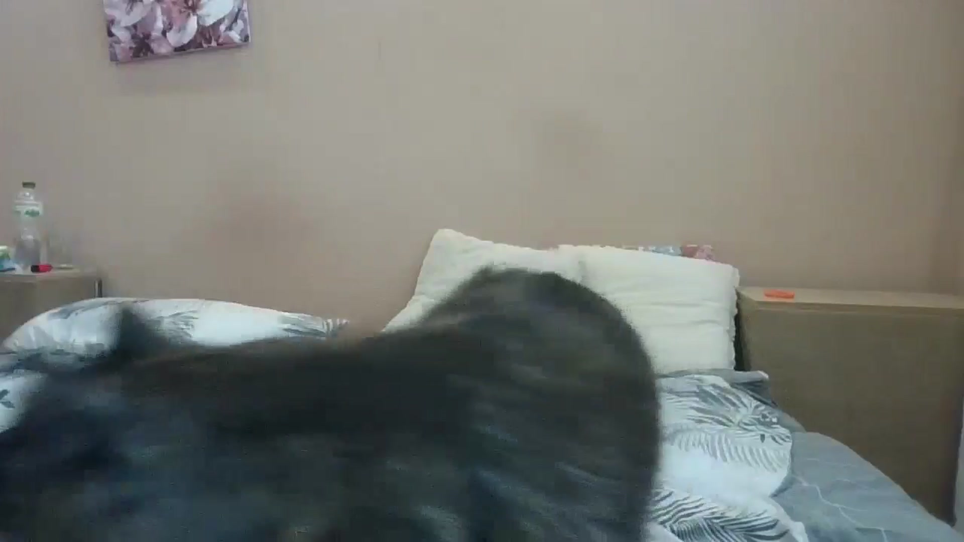 Gallery image thumbnail from HaleyReed's myfreecams stream on, 07/04/2024, 13:48 image 10 of 20