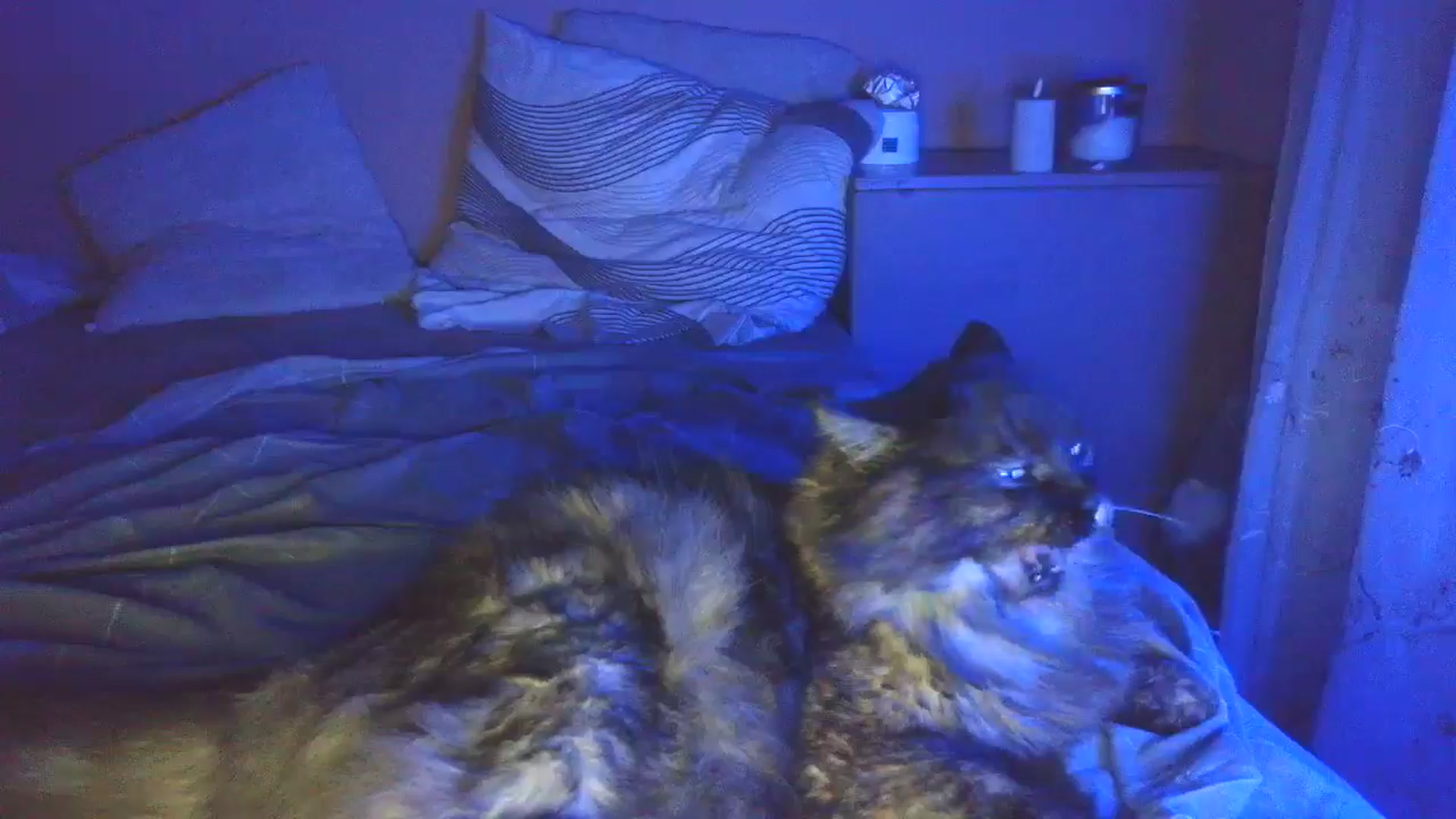 Gallery image thumbnail from HaleyReed's myfreecams stream on, 04/02/2025, 17:39 image 2 of 20