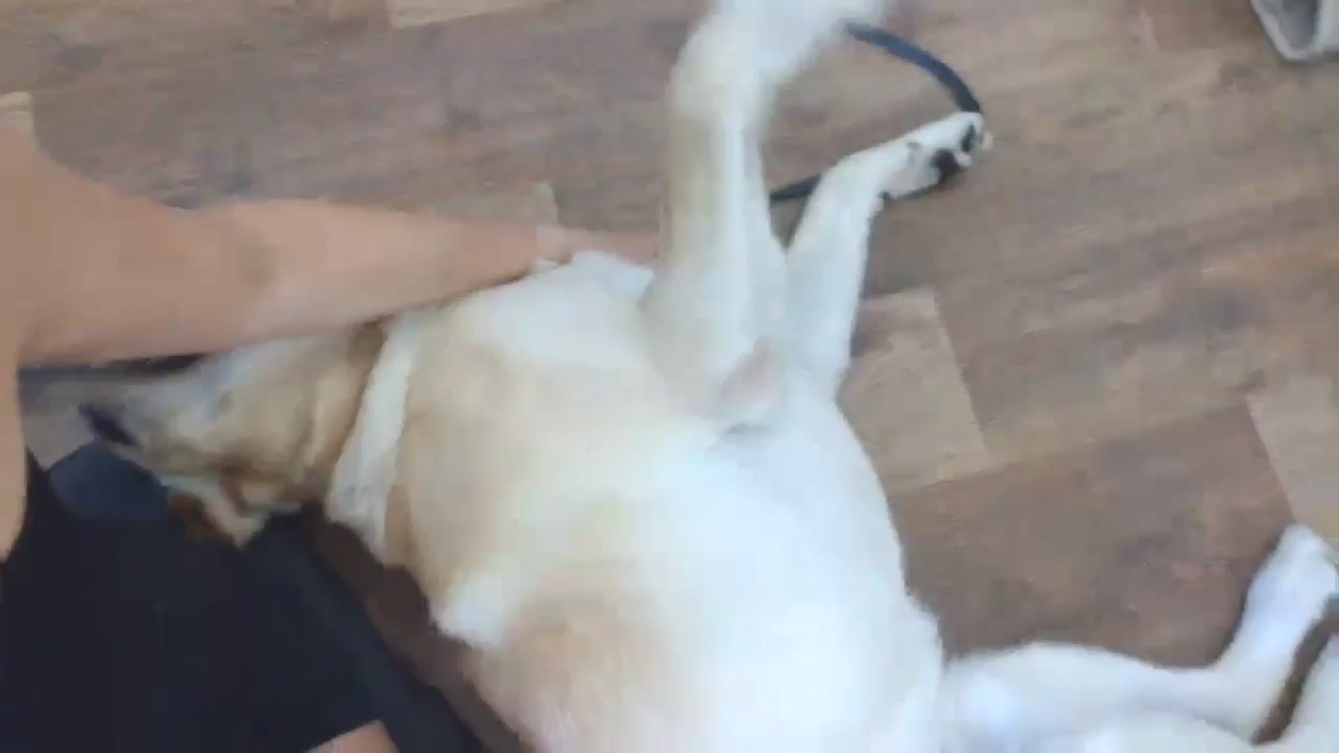 Gallery image thumbnail from HaleyReed's myfreecams stream on, 07/14/2025, 10:31 image 3 of 20