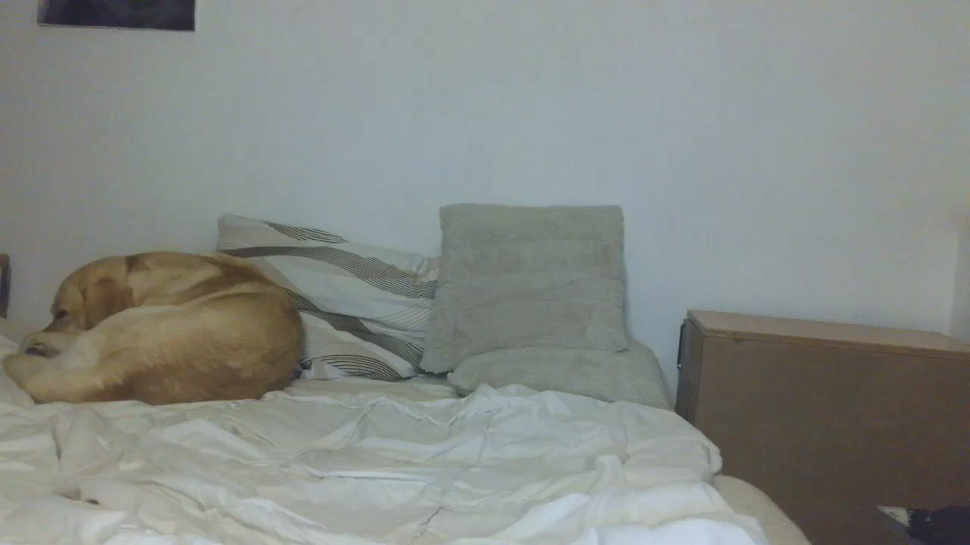 Gallery image thumbnail from HaleyReed's myfreecams stream on, 11/10/2025, 17:28 image 8 of 20