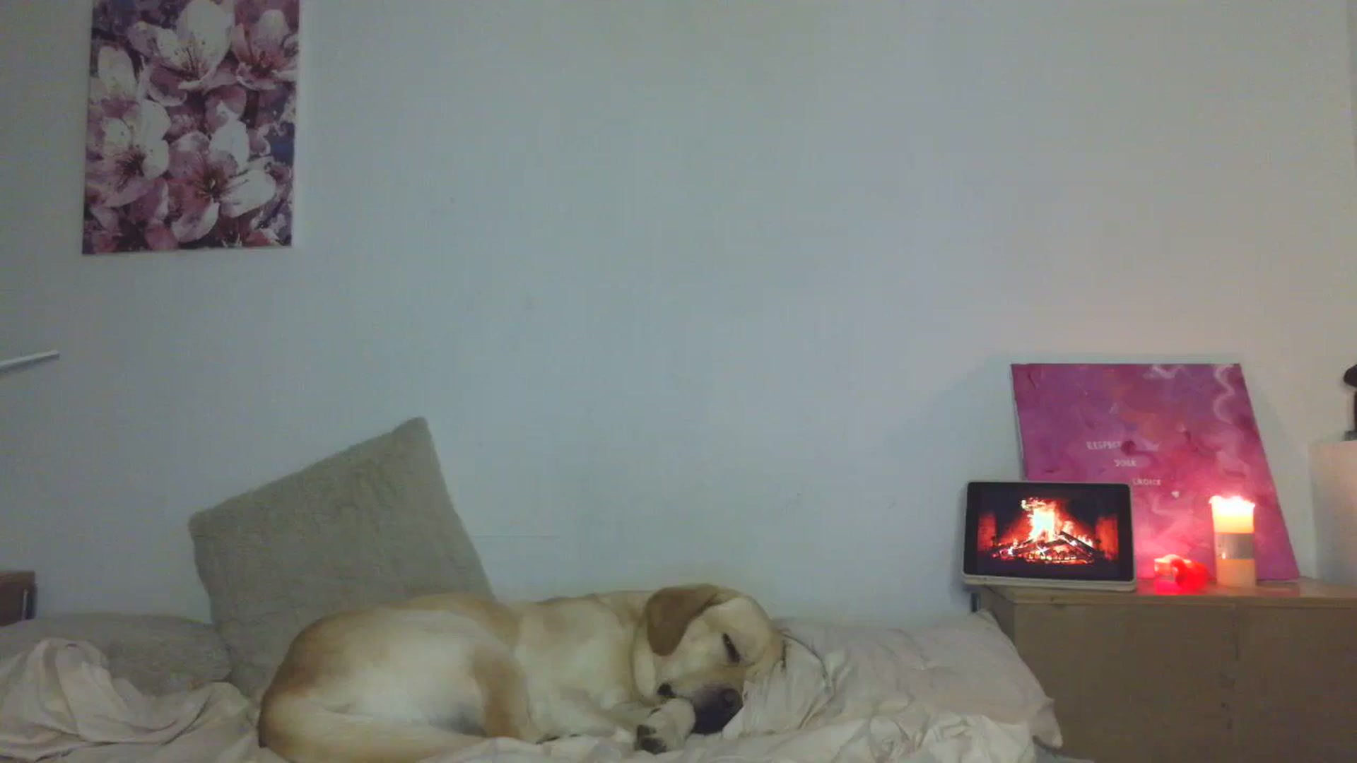 Gallery image thumbnail from HaleyReed's myfreecams stream on, 12/07/2025, 14:33 image 8 of 20