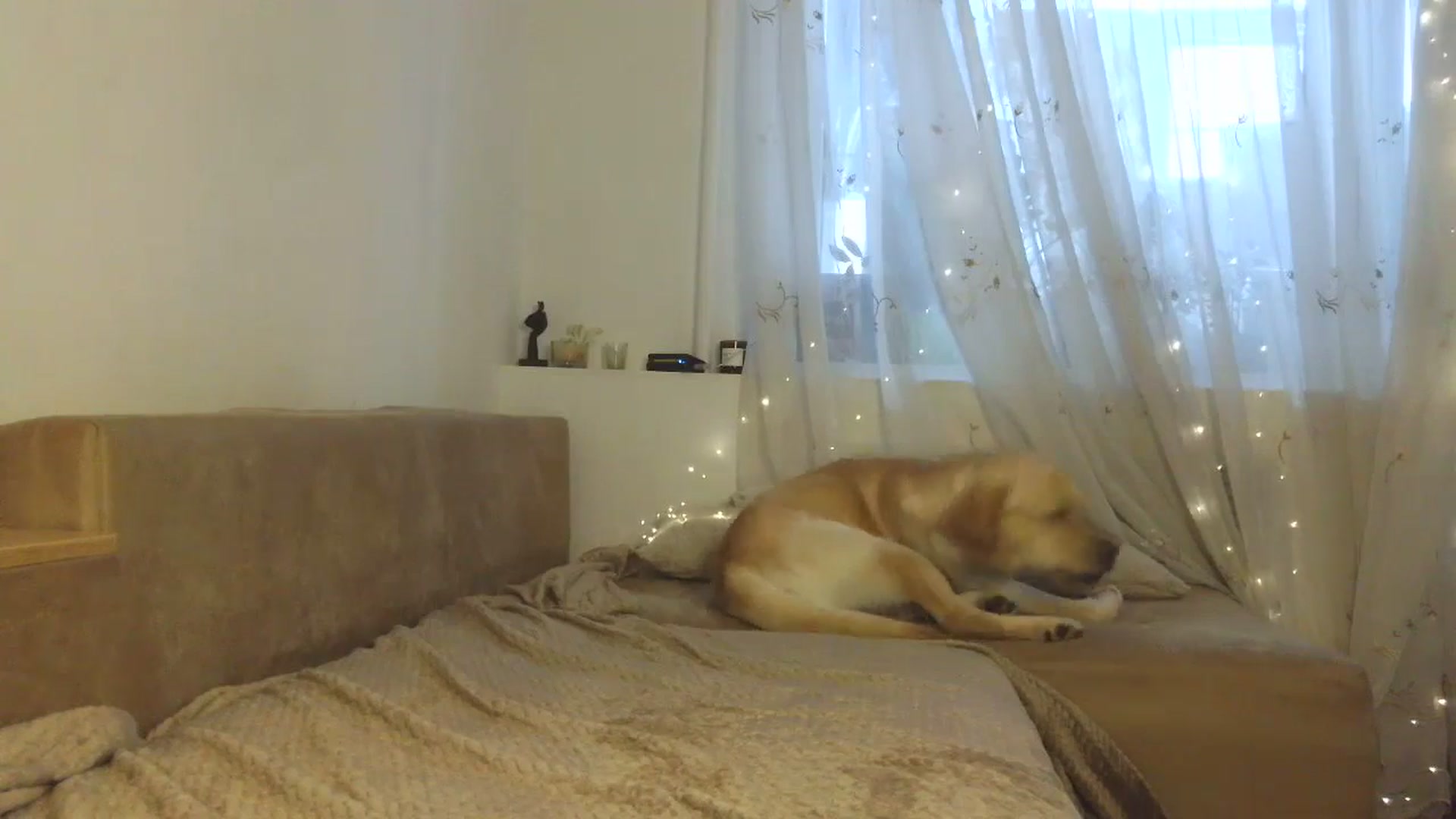 Gallery image thumbnail from HaleyReed's myfreecams stream on, 12/25/2025, 12:42 image 11 of 20