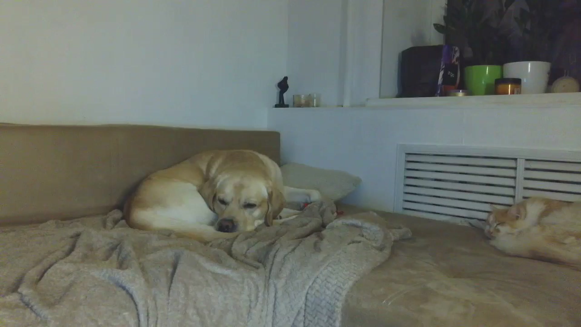 Gallery image thumbnail from HaleyReed's myfreecams stream on, 01/08/2026, 17:42 image 11 of 20