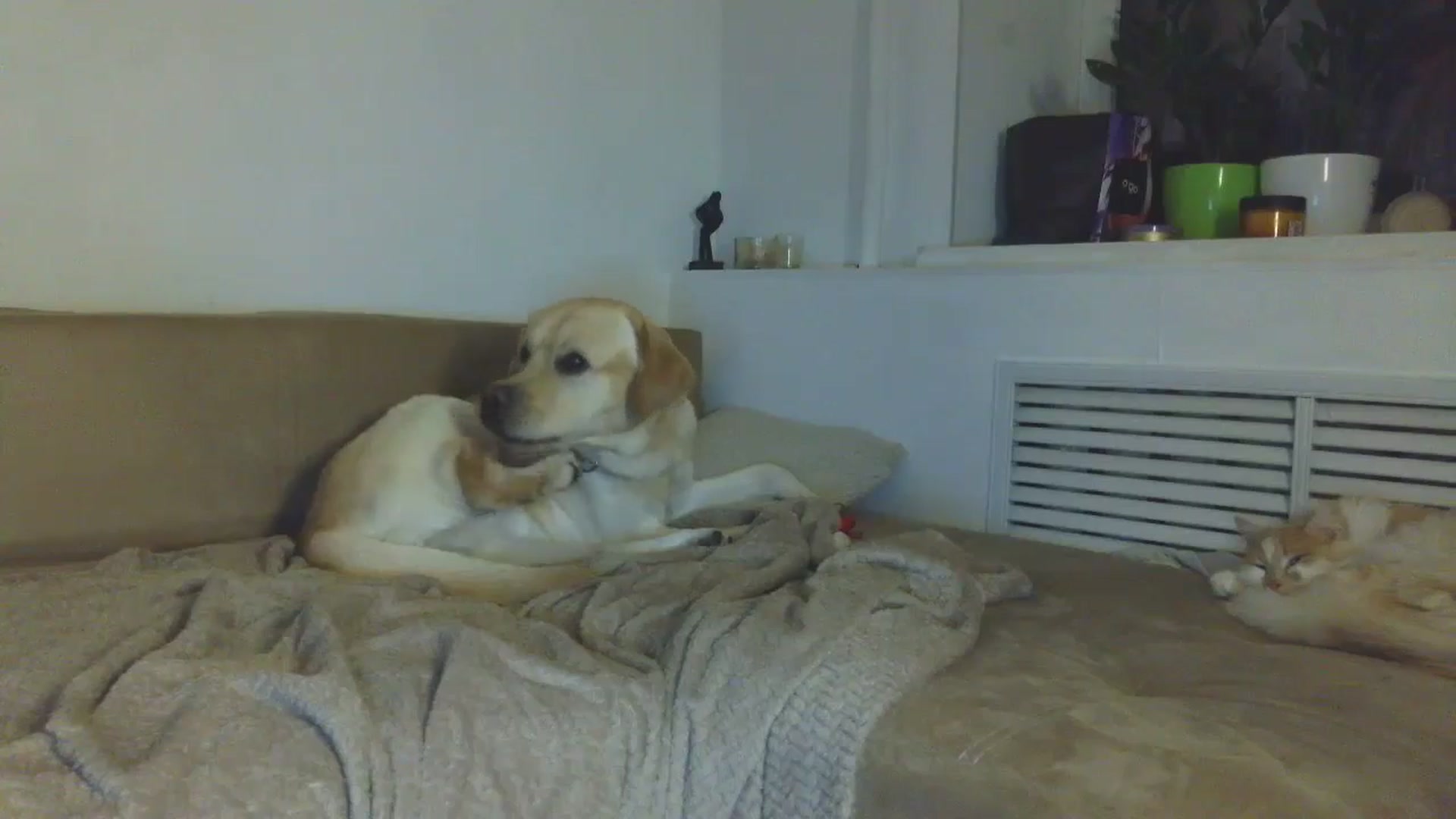 Gallery image thumbnail from HaleyReed's myfreecams stream on, 01/08/2026, 17:42 image 12 of 20