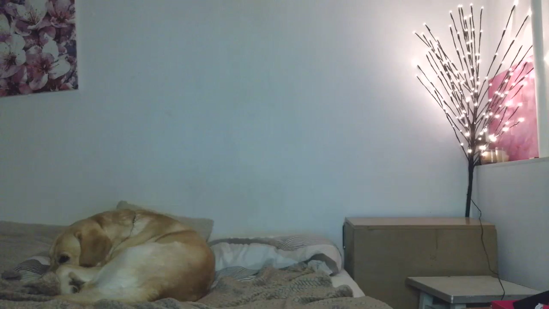 Gallery image thumbnail from HaleyReed's myfreecams stream on, 01/11/2026, 15:44 image 16 of 20