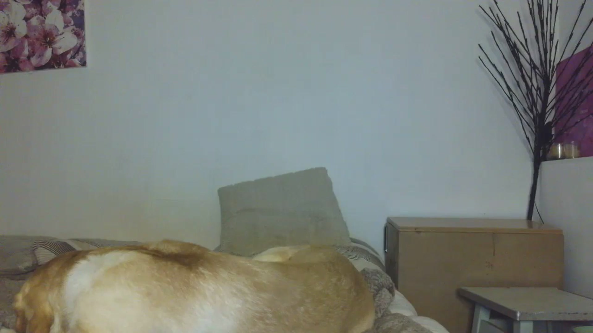 Gallery image thumbnail from HaleyReed's myfreecams stream on, 01/12/2026, 16:50 image 18 of 20