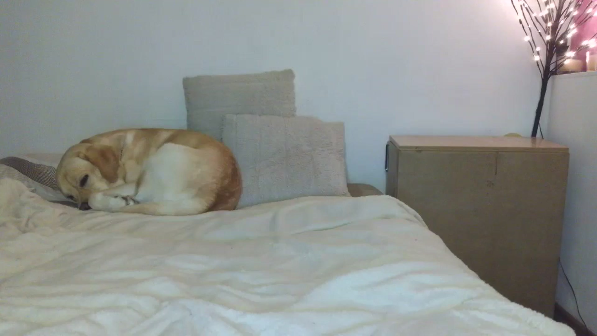 Gallery image thumbnail from HaleyReed's myfreecams stream on, 01/17/2026, 16:23 image 1 of 20