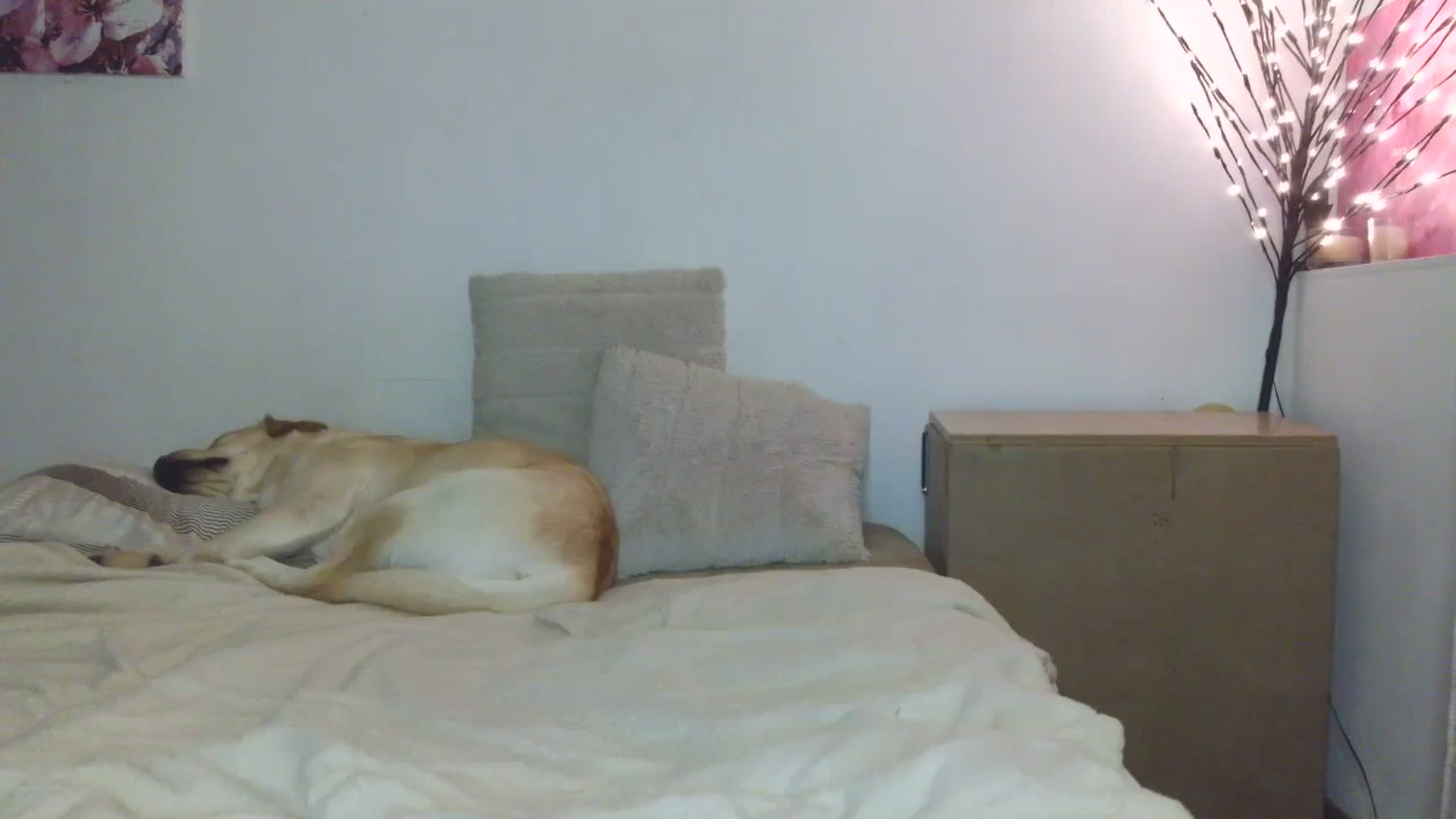 Gallery image thumbnail from HaleyReed's myfreecams stream on, 01/17/2026, 16:23 image 17 of 20