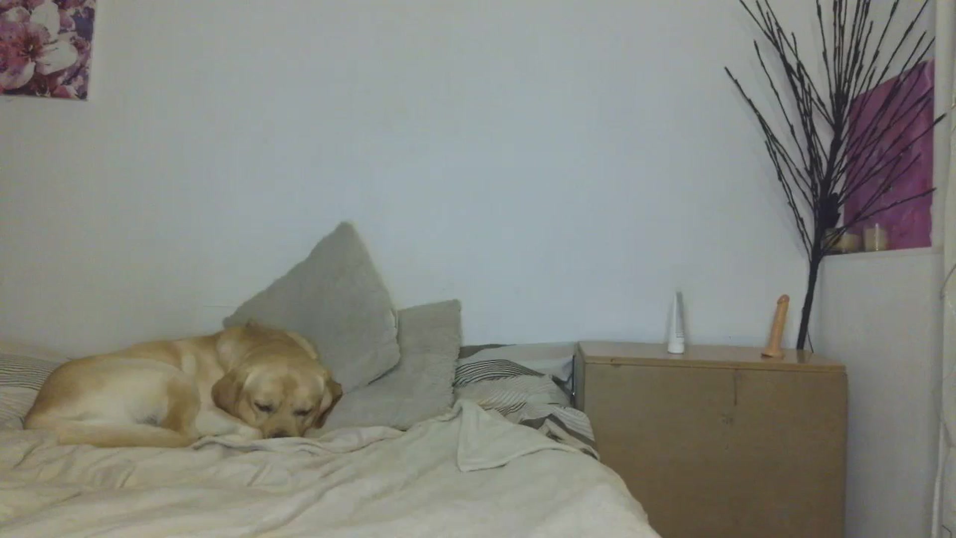 Gallery image thumbnail from HaleyReed's myfreecams stream on, 01/18/2026, 17:26 image 7 of 20