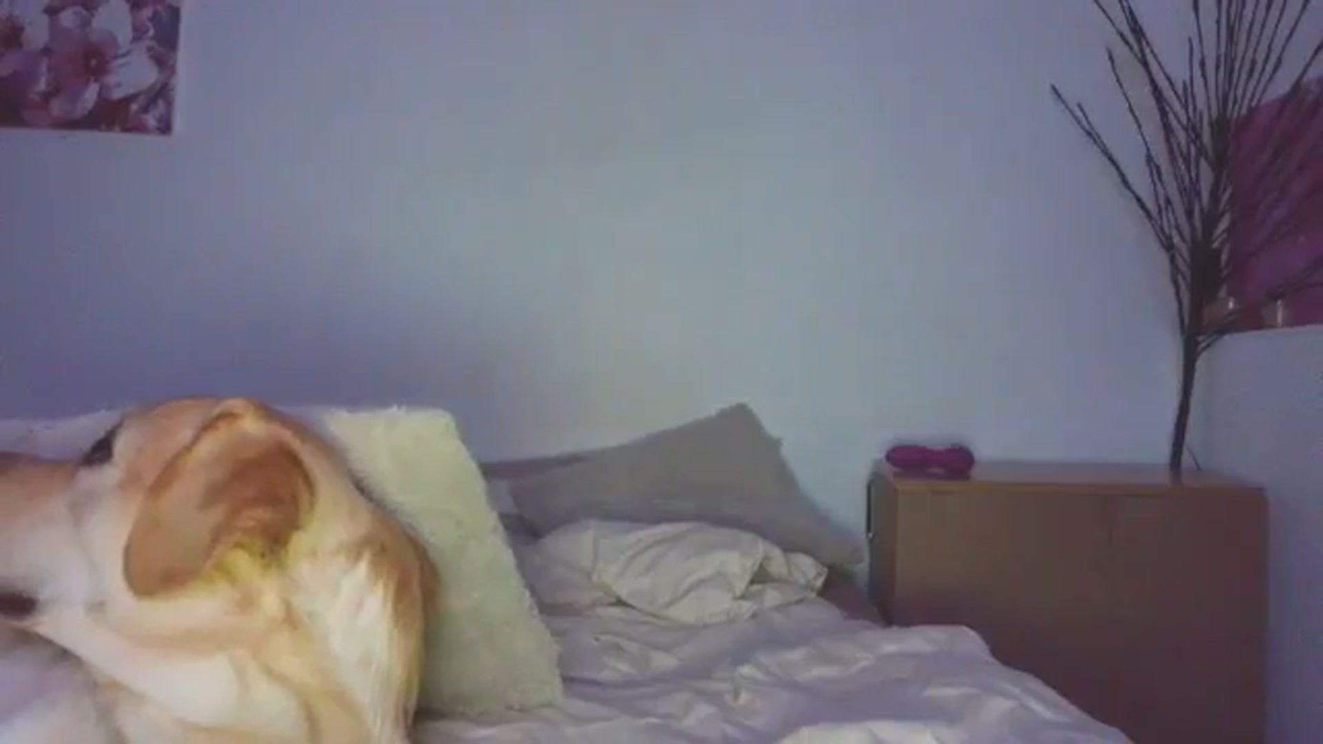 Gallery image thumbnail from HaleyReed's myfreecams stream on, 01/31/2026, 17:39 image 20 of 20