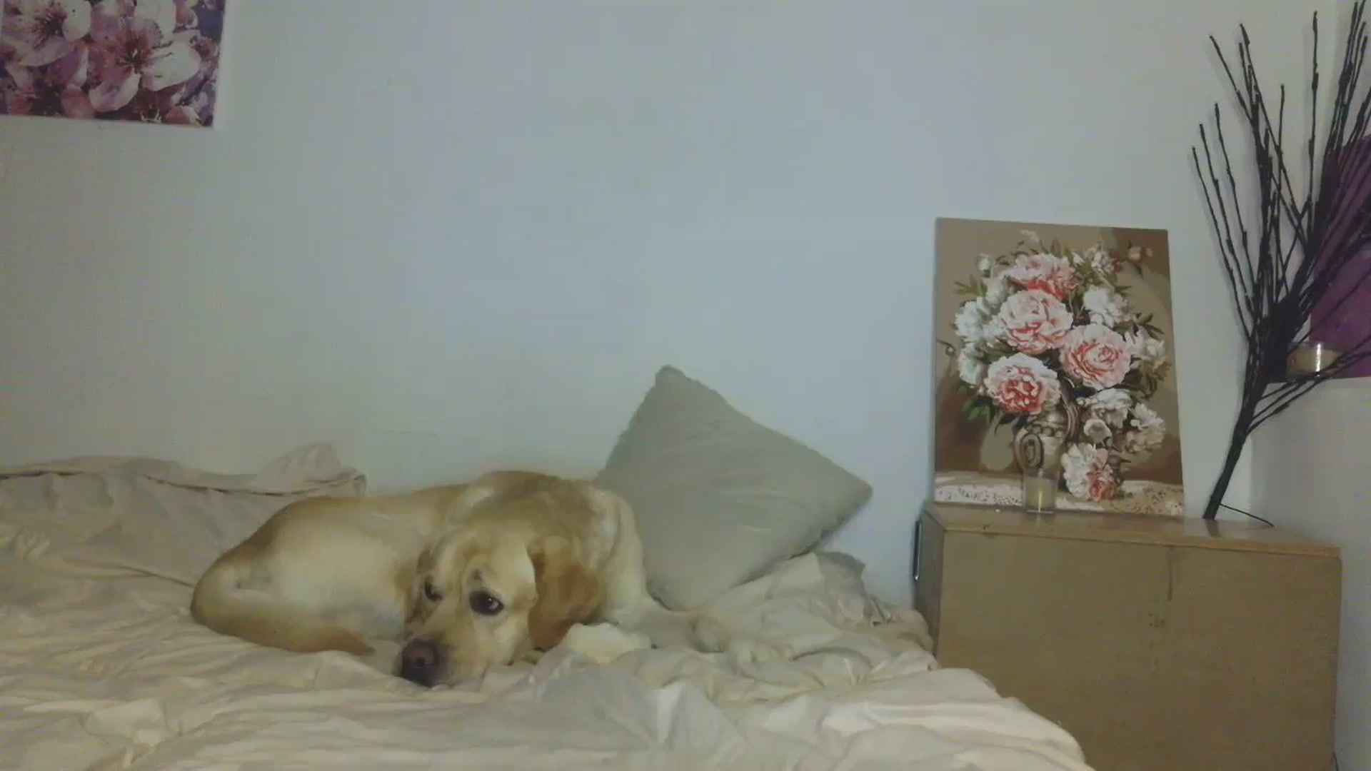 Gallery image thumbnail from HaleyReed's myfreecams stream on, 02/09/2026, 15:15 image 19 of 20