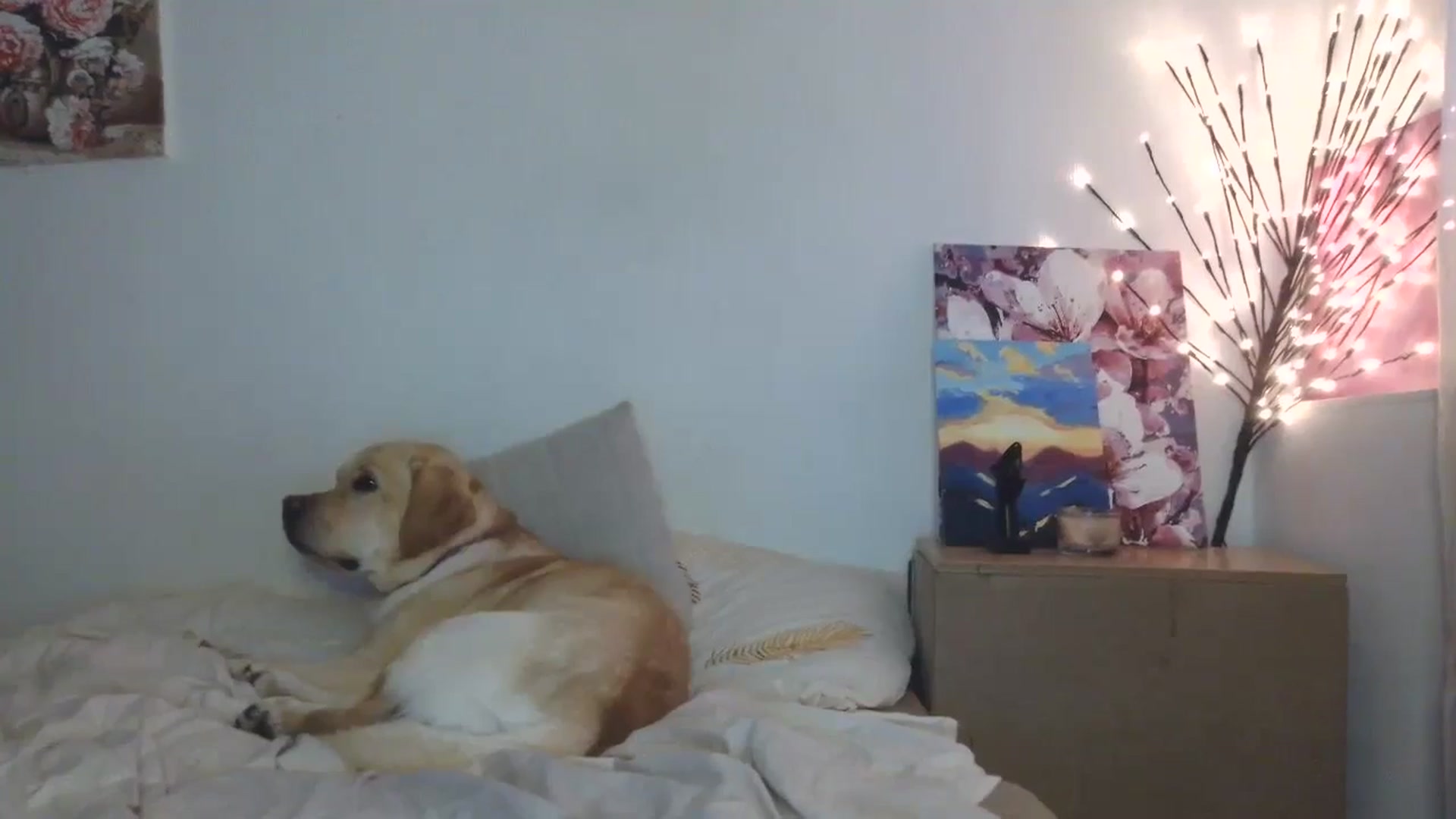 Gallery image thumbnail from HaleyReed's myfreecams stream on, 04/10/2026, 16:02 image 16 of 20