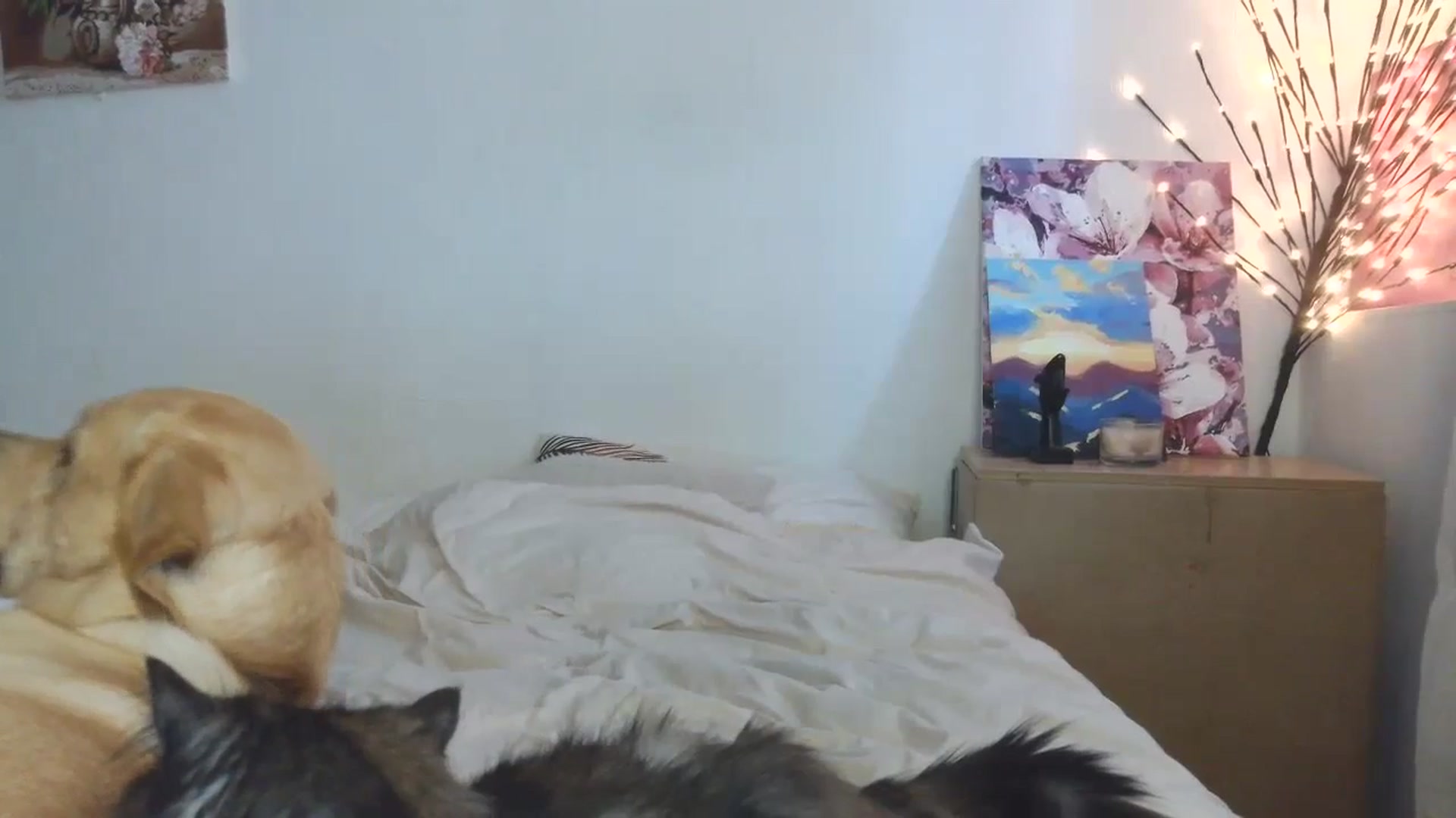 Gallery image thumbnail from HaleyReed's myfreecams stream on, 04/11/2026, 14:18 image 11 of 20