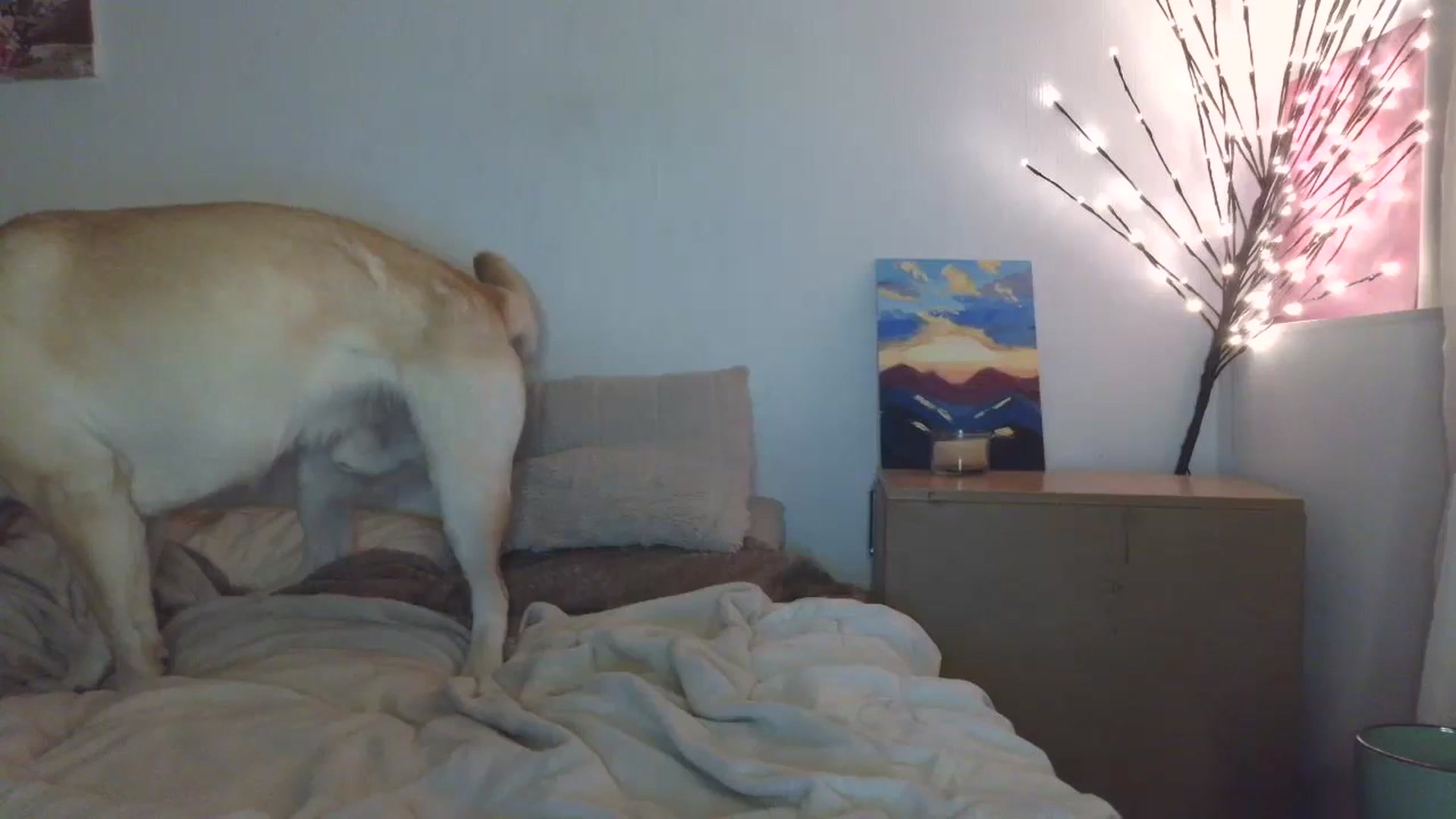 Gallery image thumbnail from HaleyReed's myfreecams stream on, 05/01/2026, 18:26 image 14 of 20