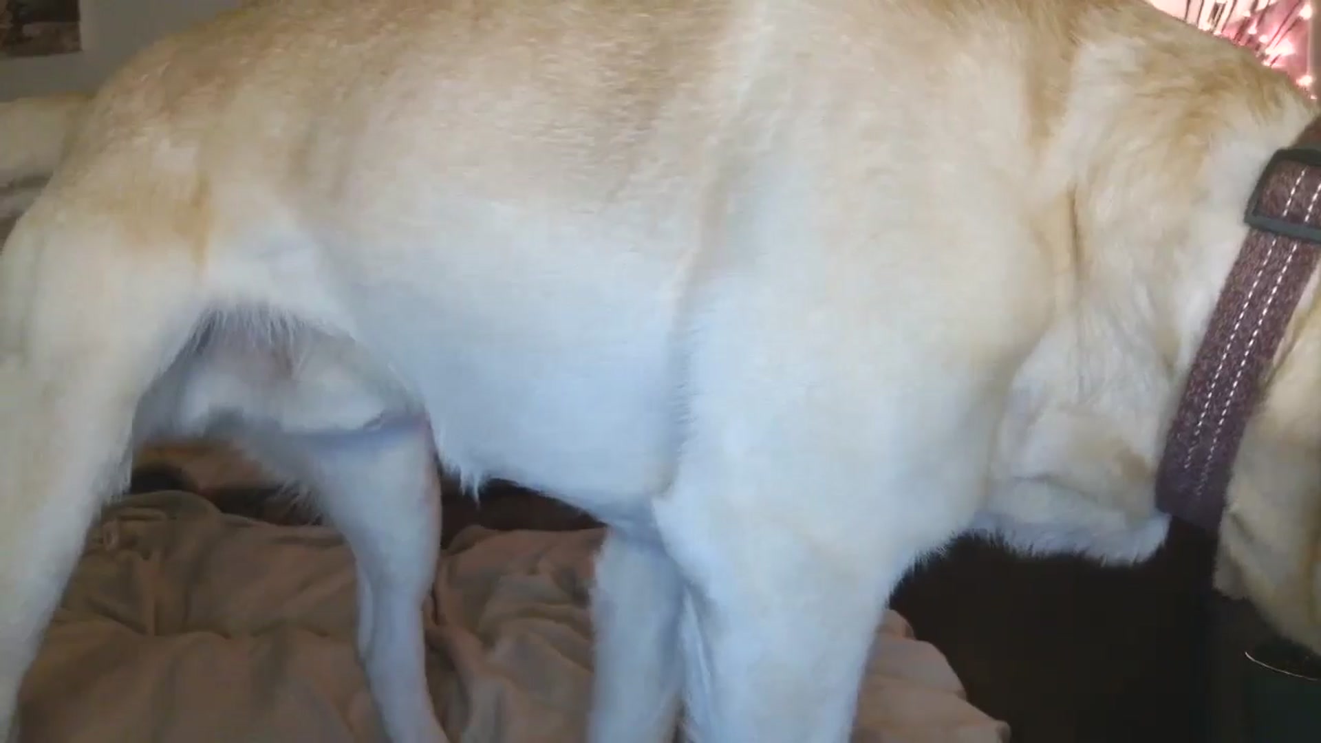 Gallery image thumbnail from HaleyReed's myfreecams stream on, 05/01/2026, 18:26 image 15 of 20