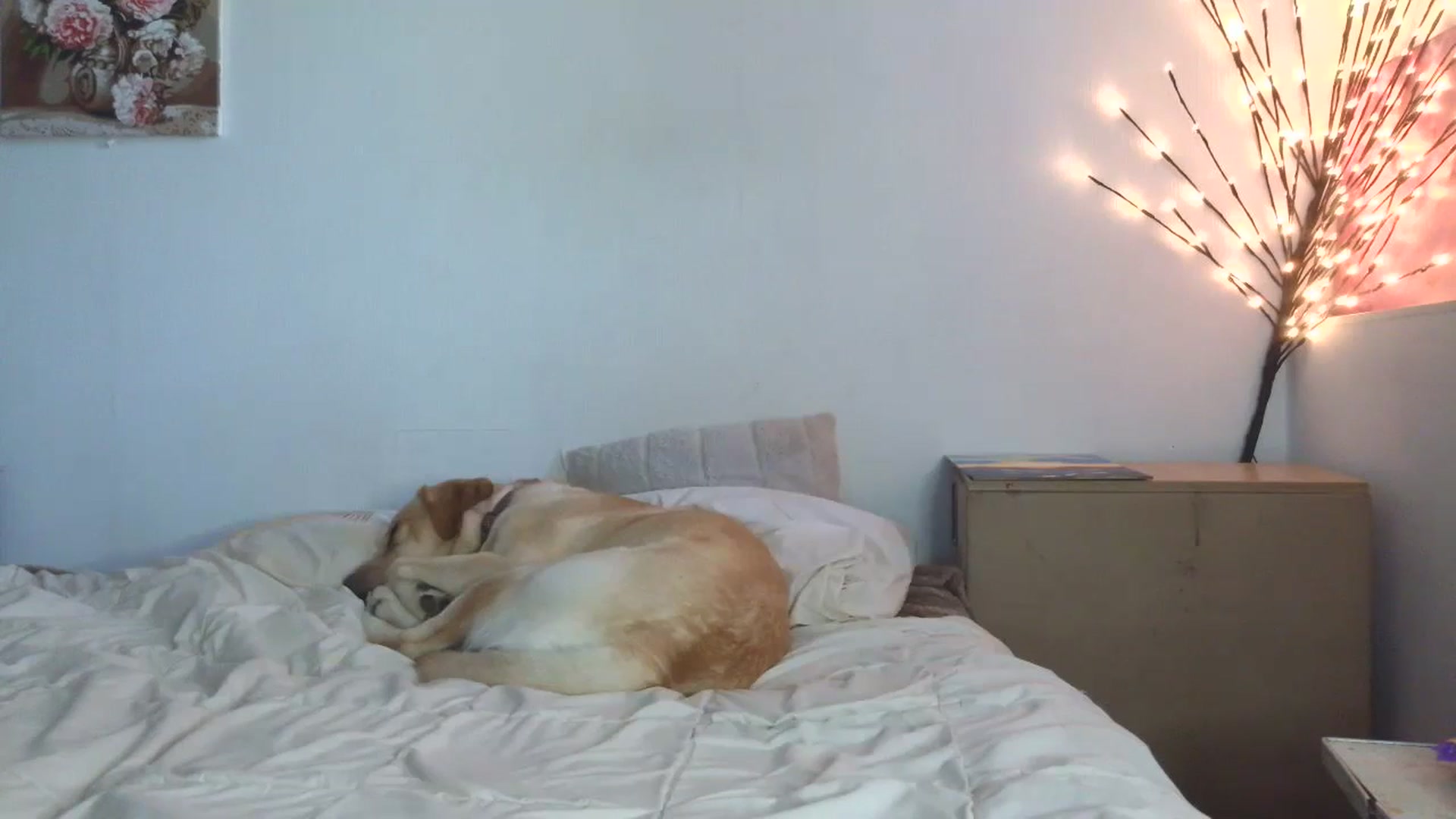 Gallery image thumbnail from HaleyReed's myfreecams stream on, 05/06/2026, 15:40 image 5 of 20