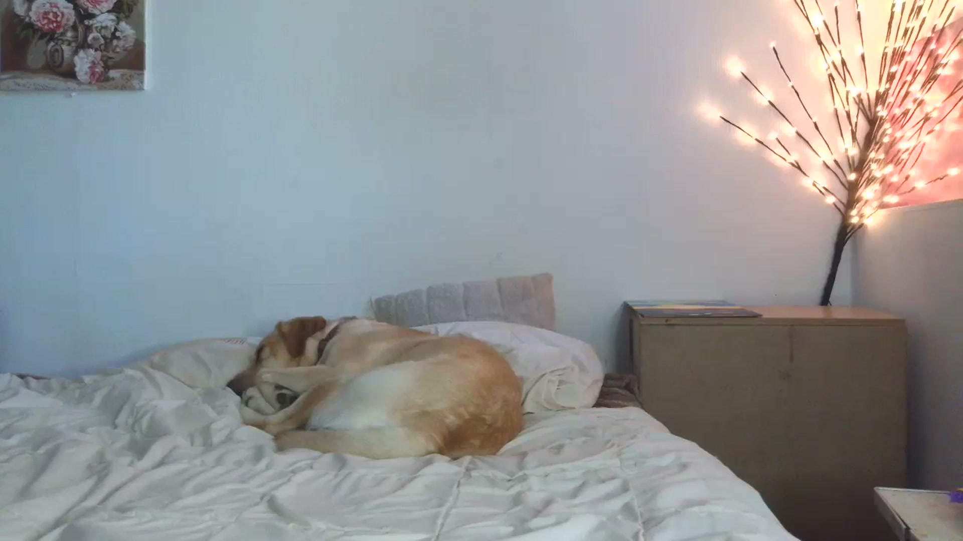 Gallery image thumbnail from HaleyReed's myfreecams stream on, 05/06/2026, 15:40 image 6 of 20