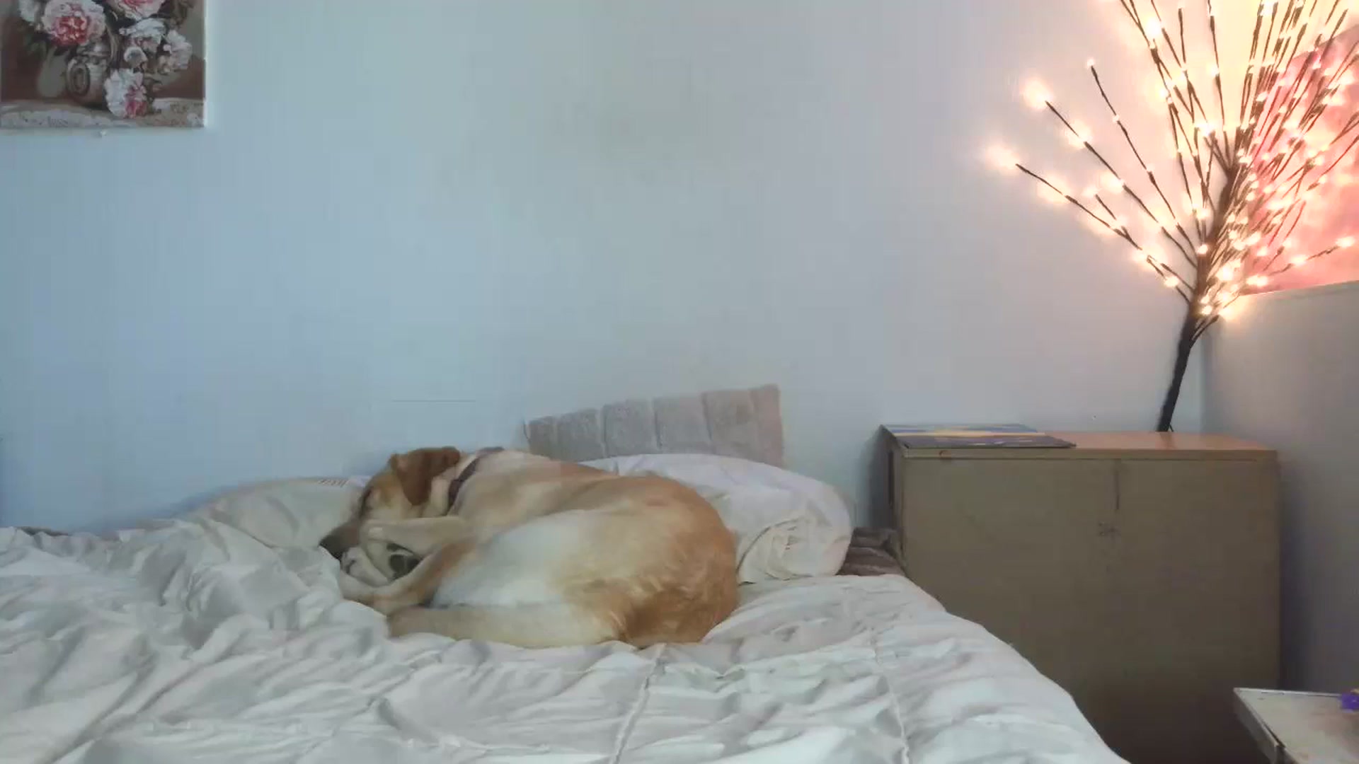Gallery image thumbnail from HaleyReed's myfreecams stream on, 05/06/2026, 15:40 image 7 of 20