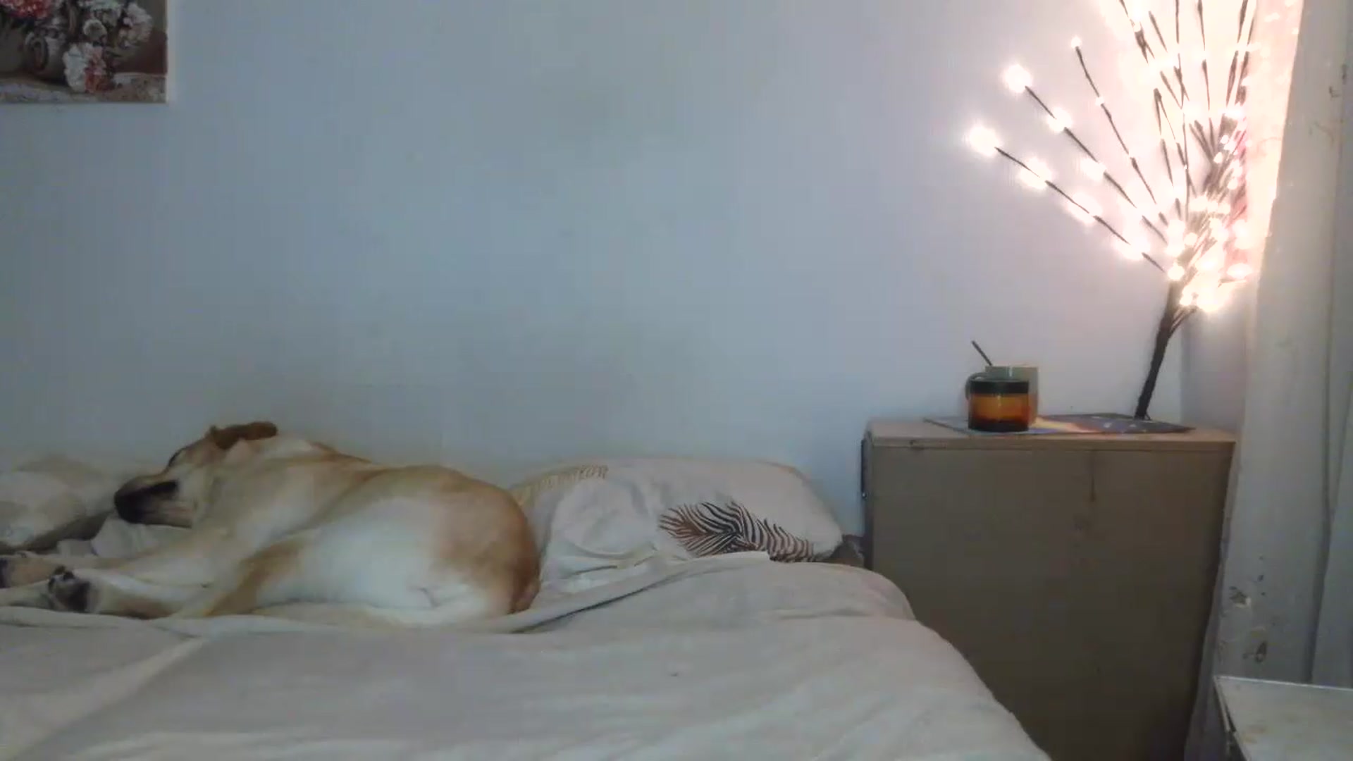Gallery image thumbnail from HaleyReed's myfreecams stream on, 05/25/2026, 15:11 image 11 of 20