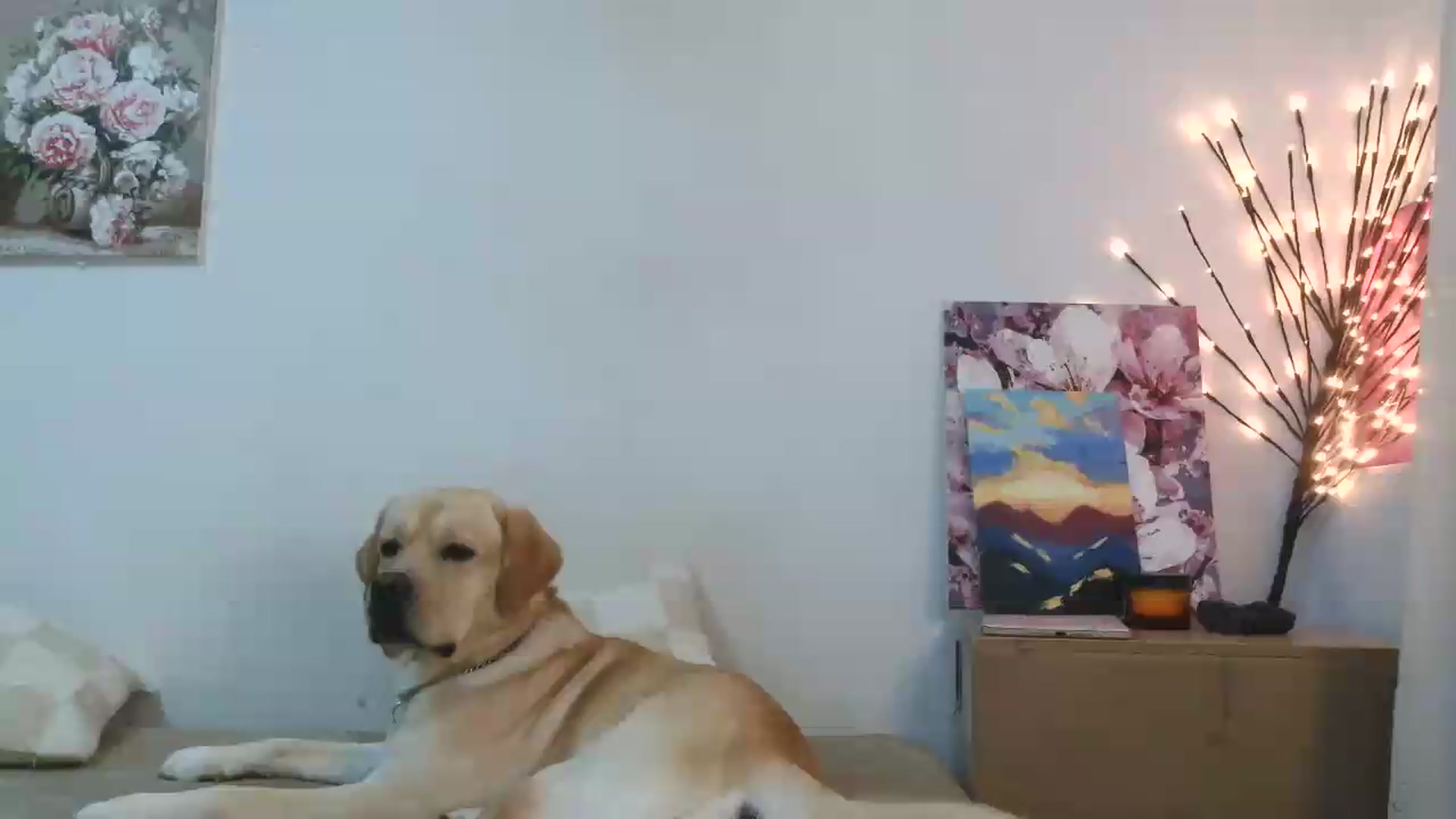 Gallery image thumbnail from HaleyReed's myfreecams stream on, 05/31/2026, 15:29 image 17 of 20