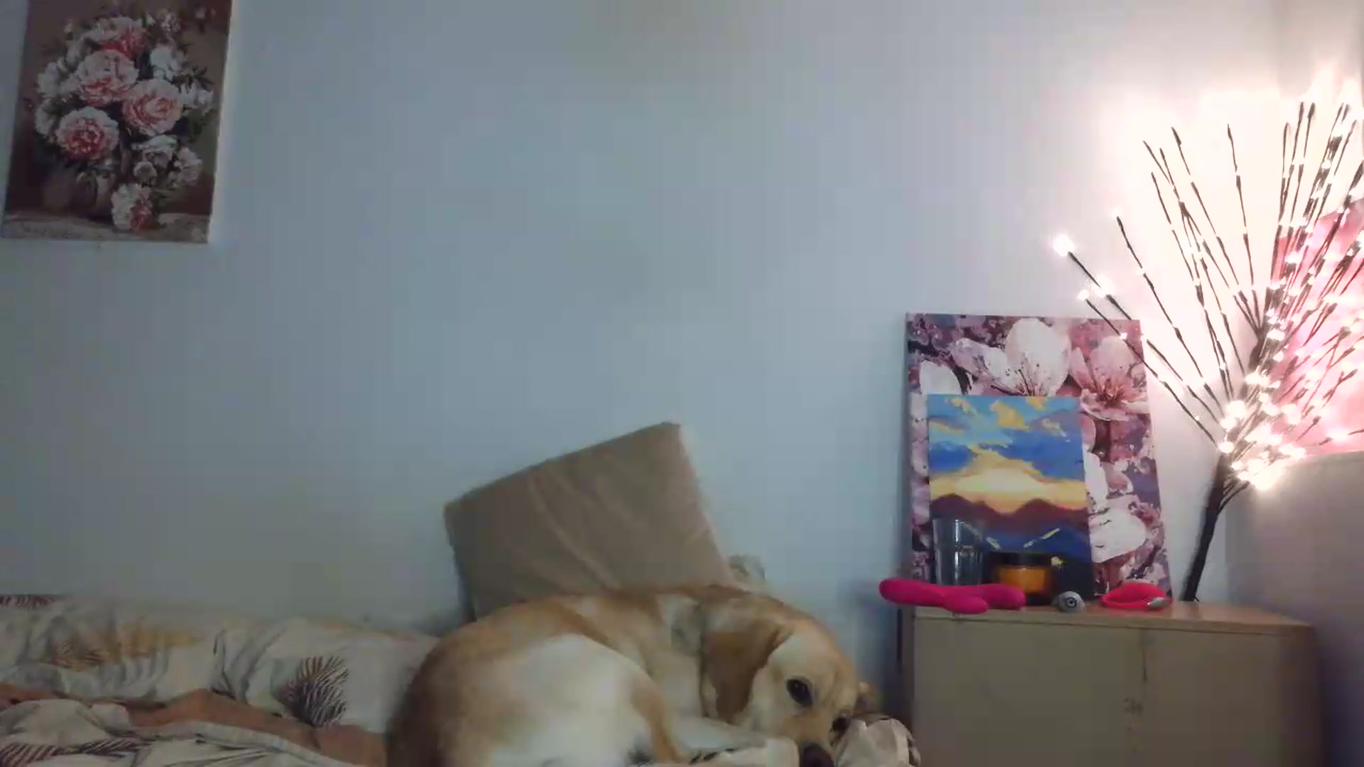 Gallery image thumbnail from HaleyReed's myfreecams stream on, 07/04/2026, 13:25 image 13 of 20