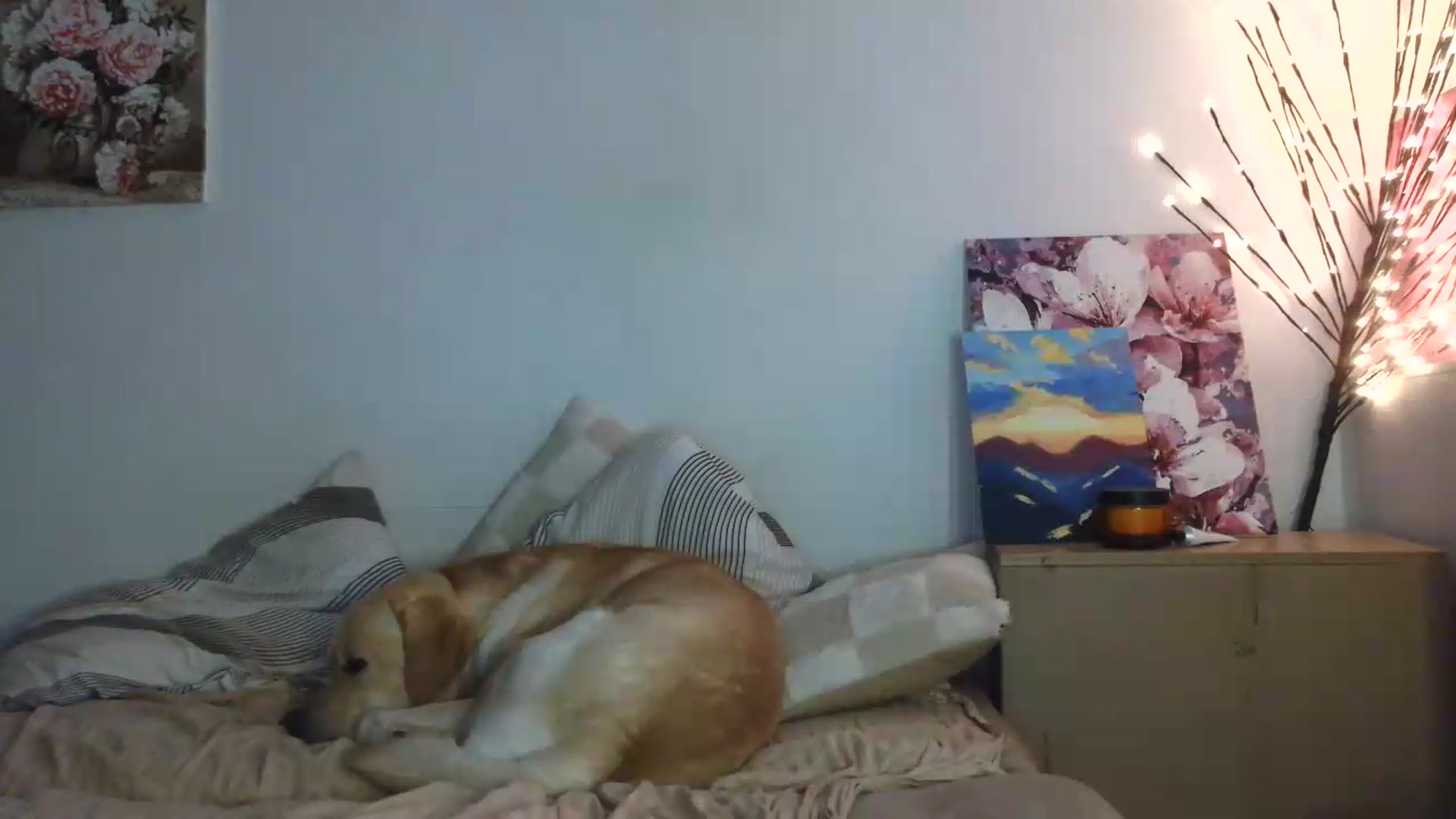 Gallery image thumbnail from HaleyReed's myfreecams stream on, 07/14/2026, 17:29 image 15 of 20