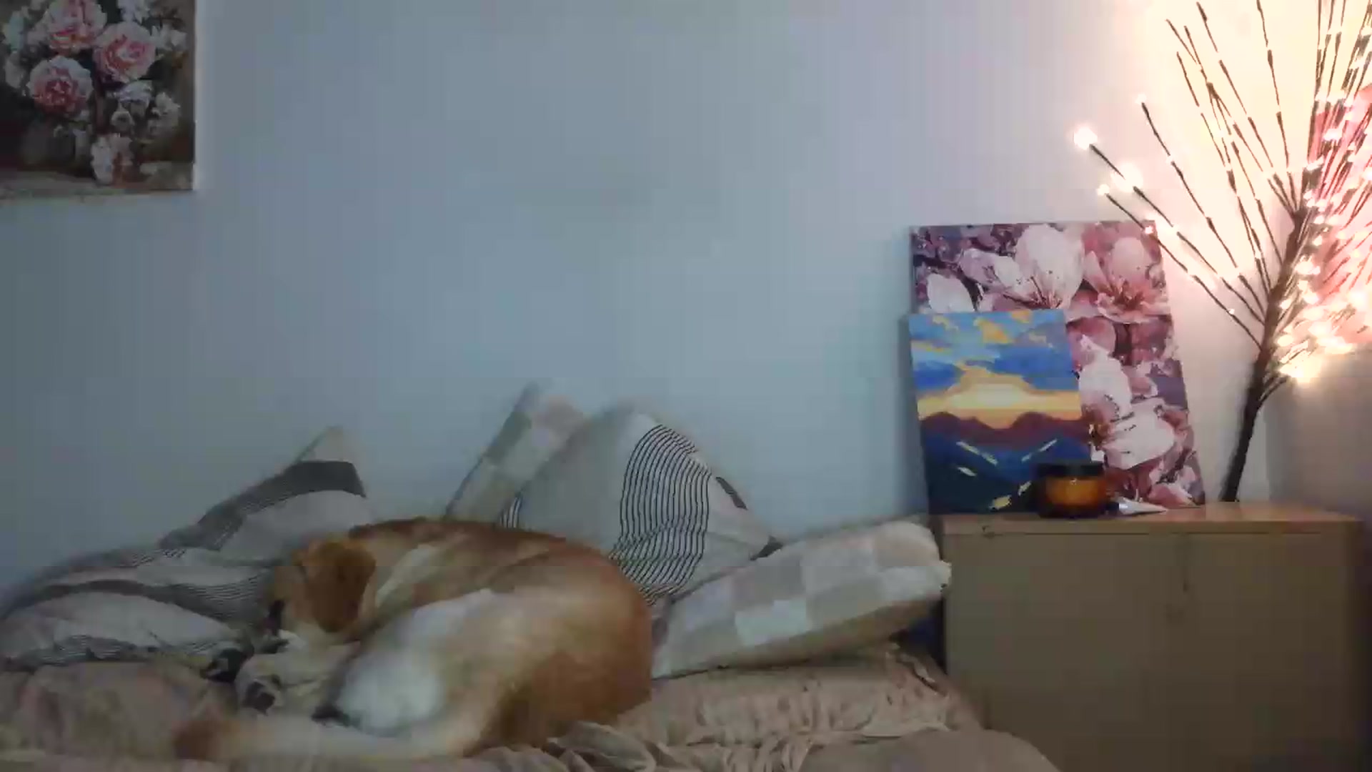 Gallery image thumbnail from HaleyReed's myfreecams stream on, 07/14/2026, 17:29 image 7 of 20