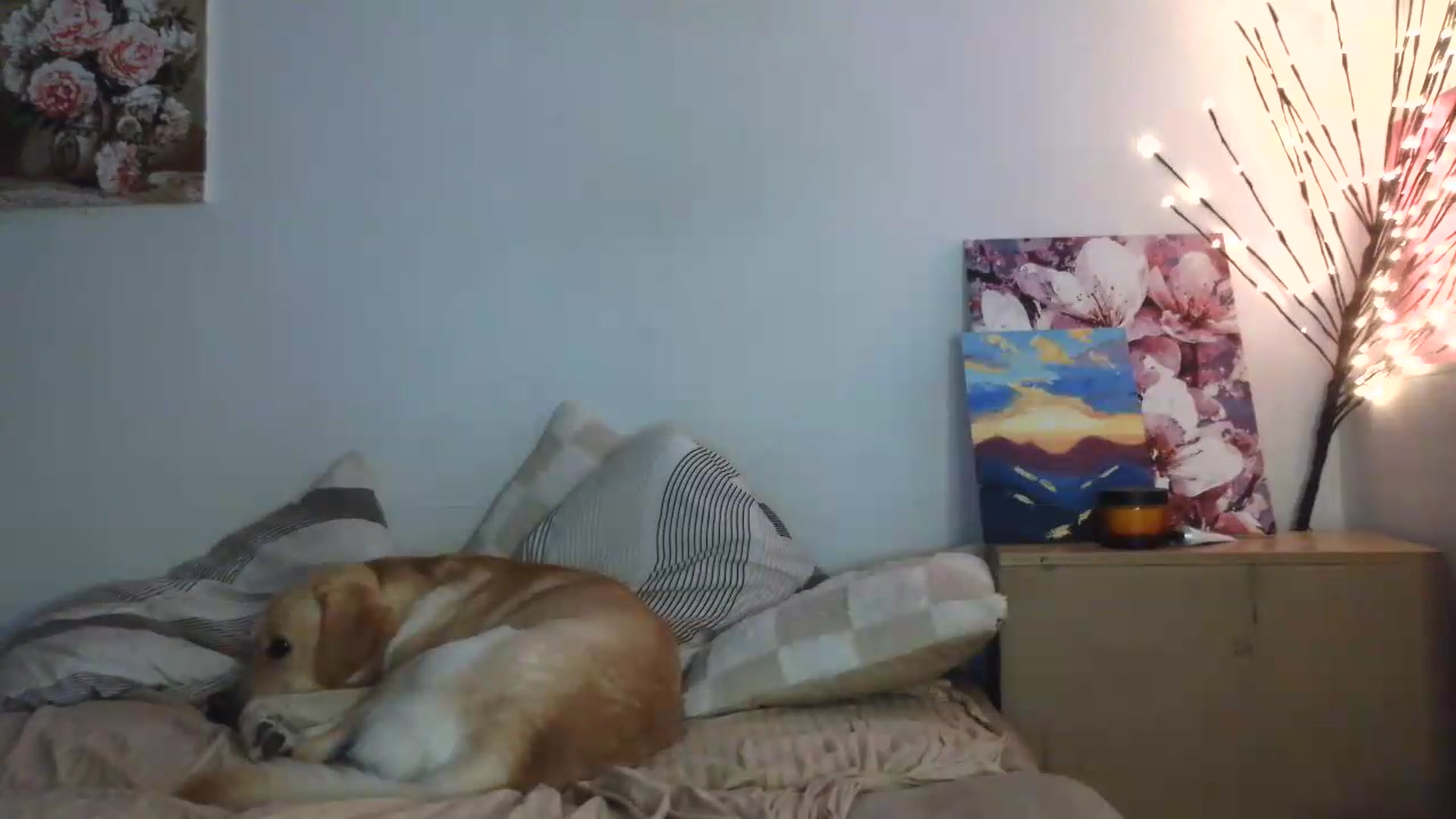 Gallery image thumbnail from HaleyReed's myfreecams stream on, 07/14/2026, 17:29 image 10 of 20