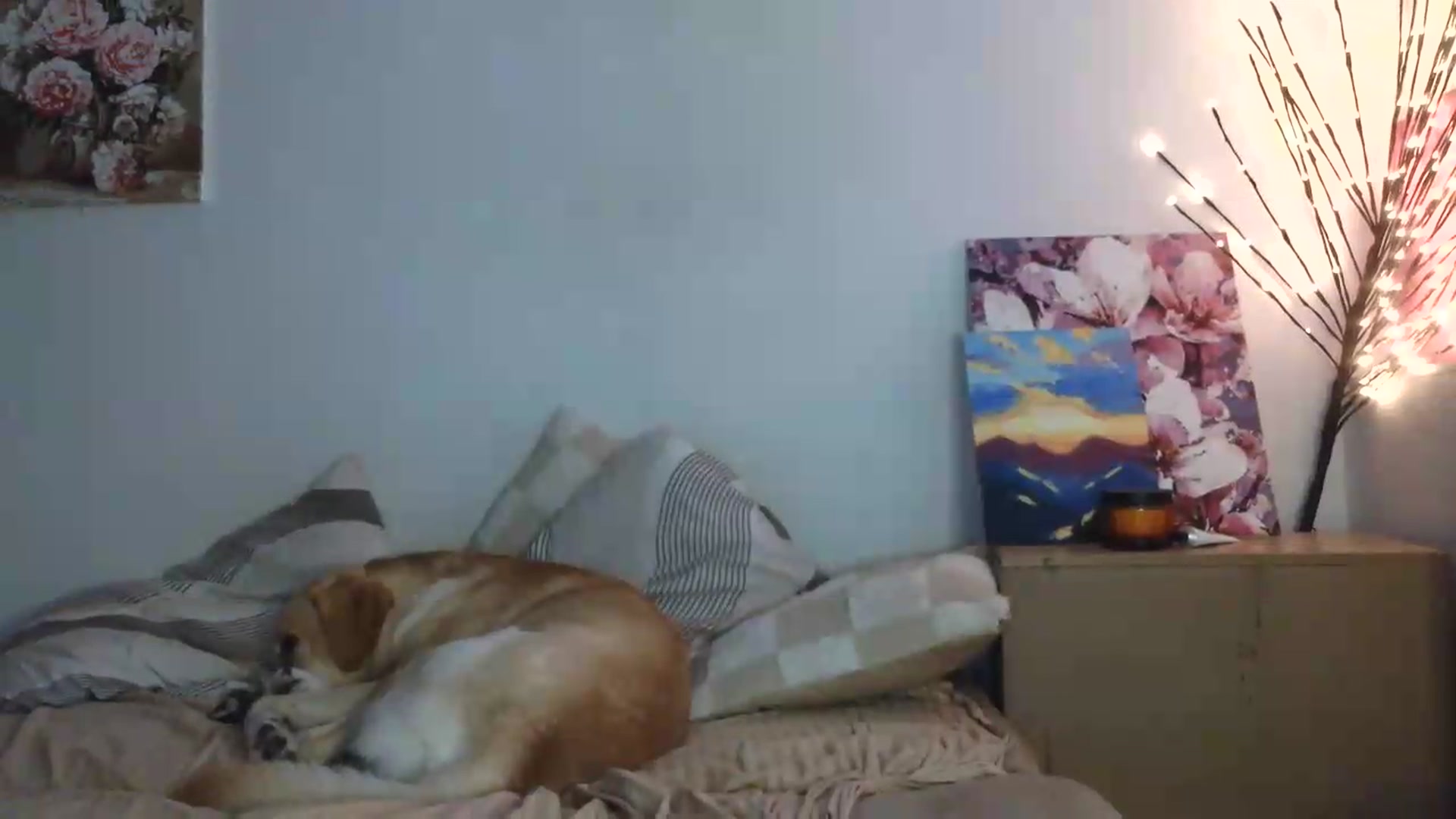 Gallery image thumbnail from HaleyReed's myfreecams stream on, 07/14/2026, 17:29 image 8 of 20
