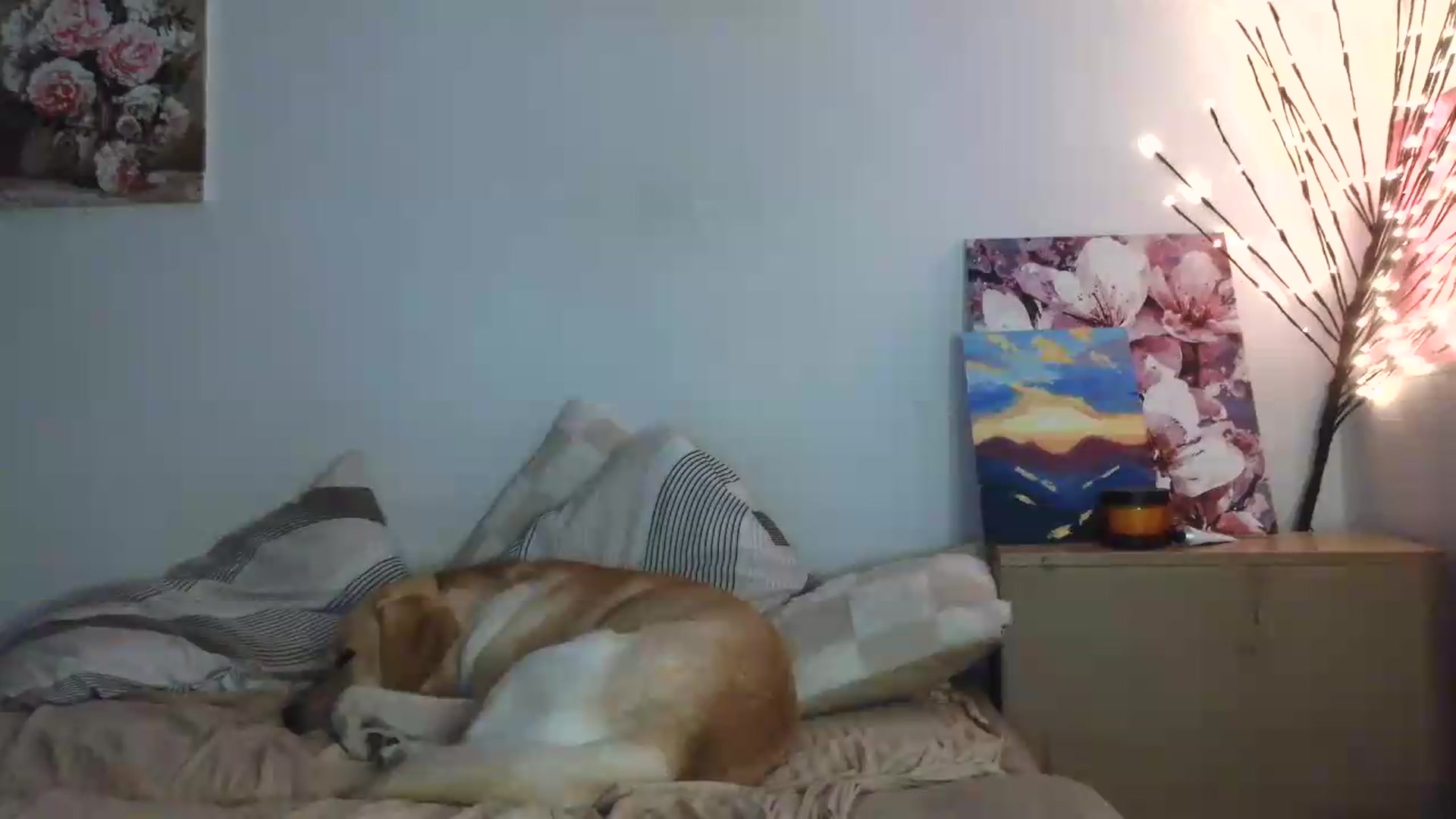 Gallery image thumbnail from HaleyReed's myfreecams stream on, 07/14/2026, 17:29 image 17 of 20