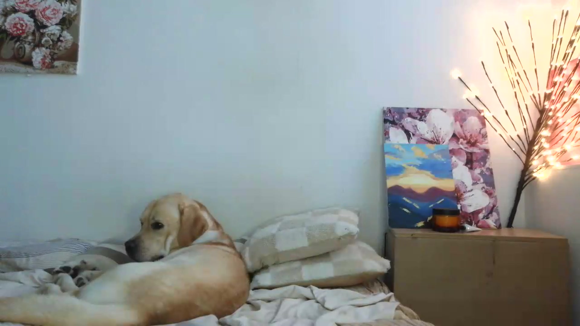 Gallery image thumbnail from HaleyReed's myfreecams stream on, 07/15/2026, 13:22 image 7 of 20