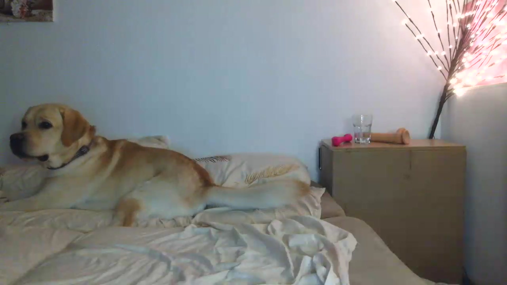 Gallery image thumbnail from HaleyReed's myfreecams stream on, 07/20/2026, 16:53 image 11 of 20