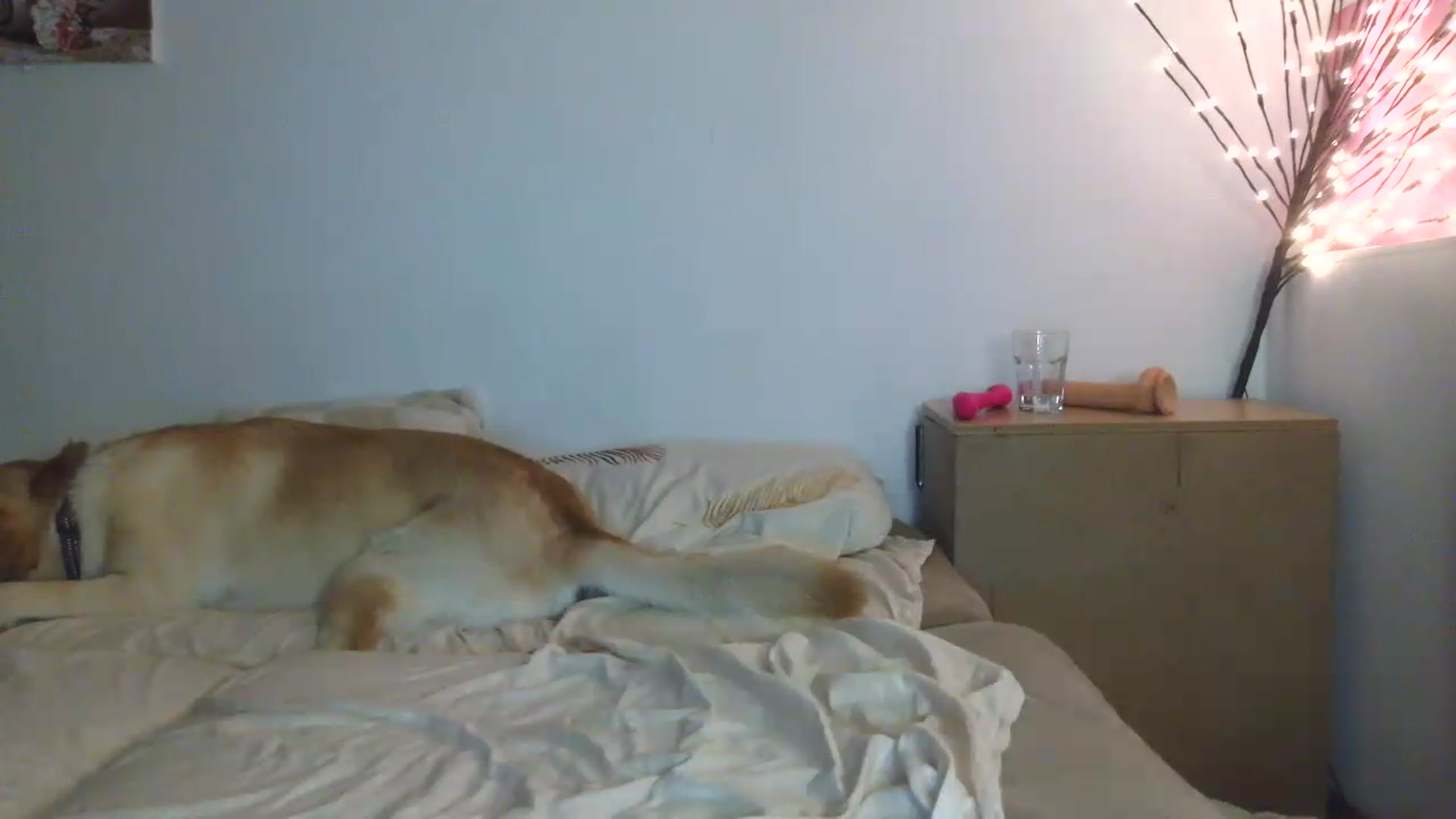 Gallery image thumbnail from HaleyReed's myfreecams stream on, 07/20/2026, 16:53 image 12 of 20