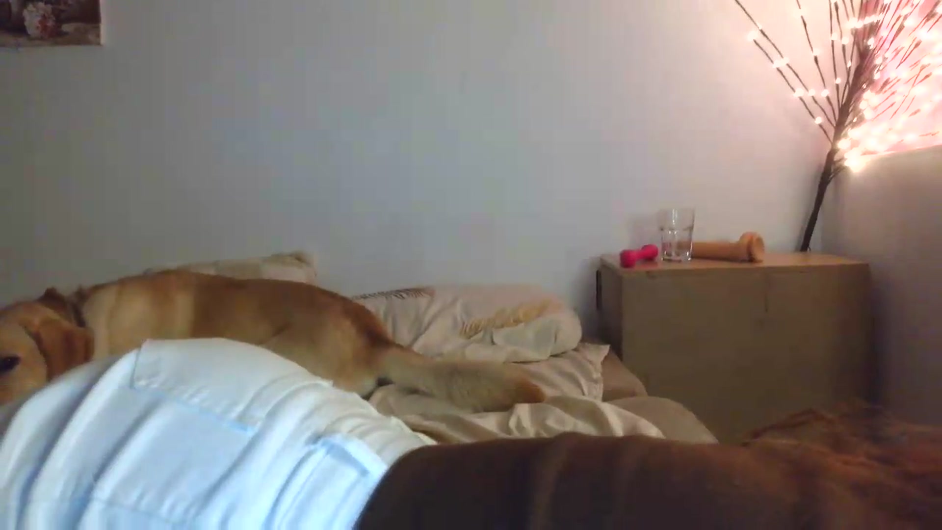 Gallery image thumbnail from HaleyReed's myfreecams stream on, 07/20/2026, 16:53 image 16 of 20