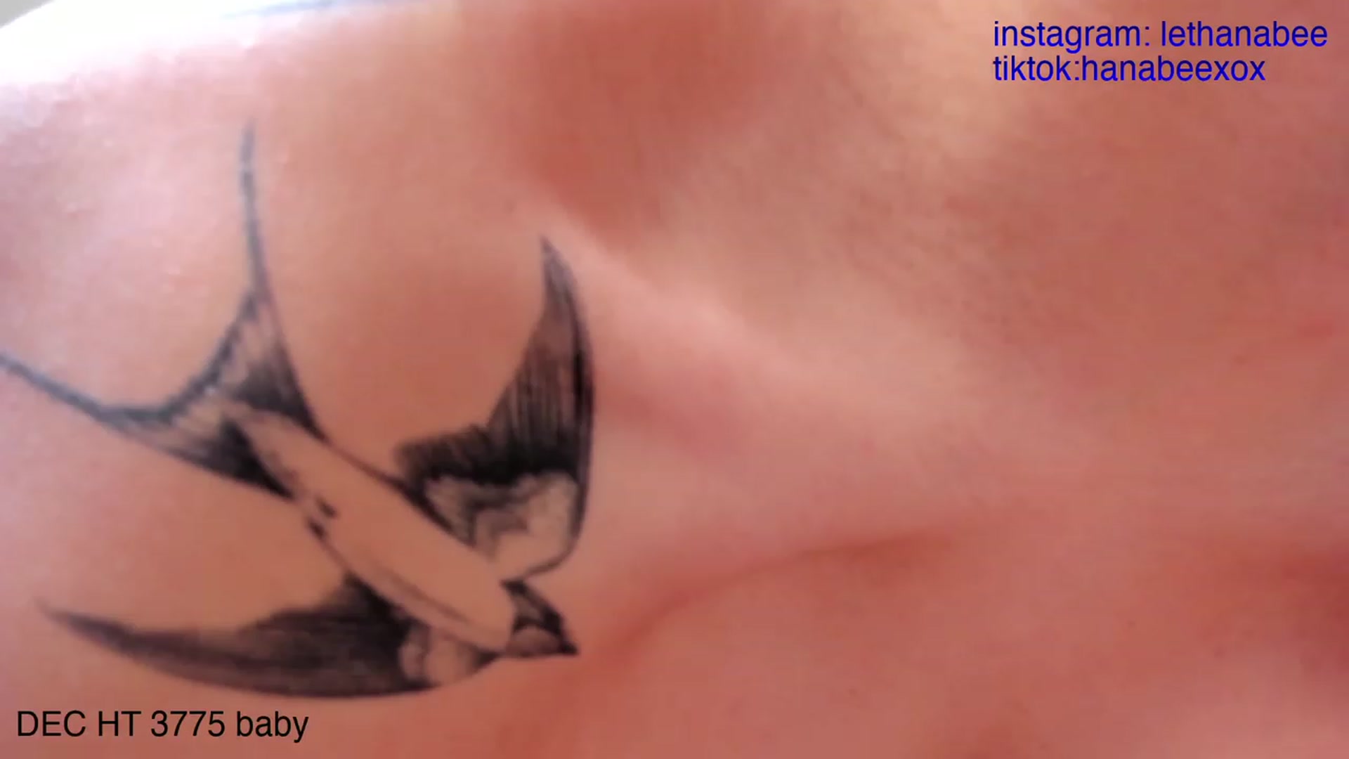 Gallery image thumbnail from Hana_bee's myfreecams stream on, 12/13/2023, 08:32 image 12 of 20