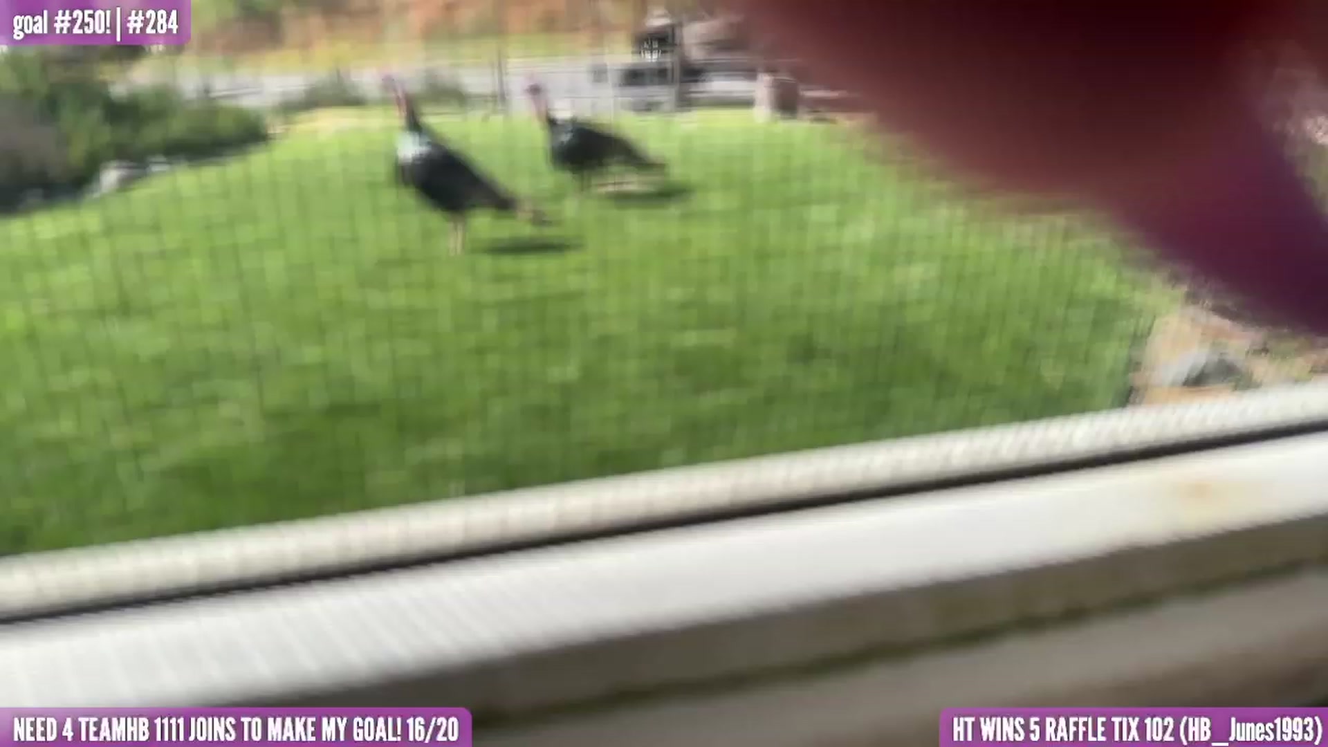 Gallery image thumbnail from HarloweBlue's myfreecams stream on, 04/28/2023, 23:44 image 12 of 20