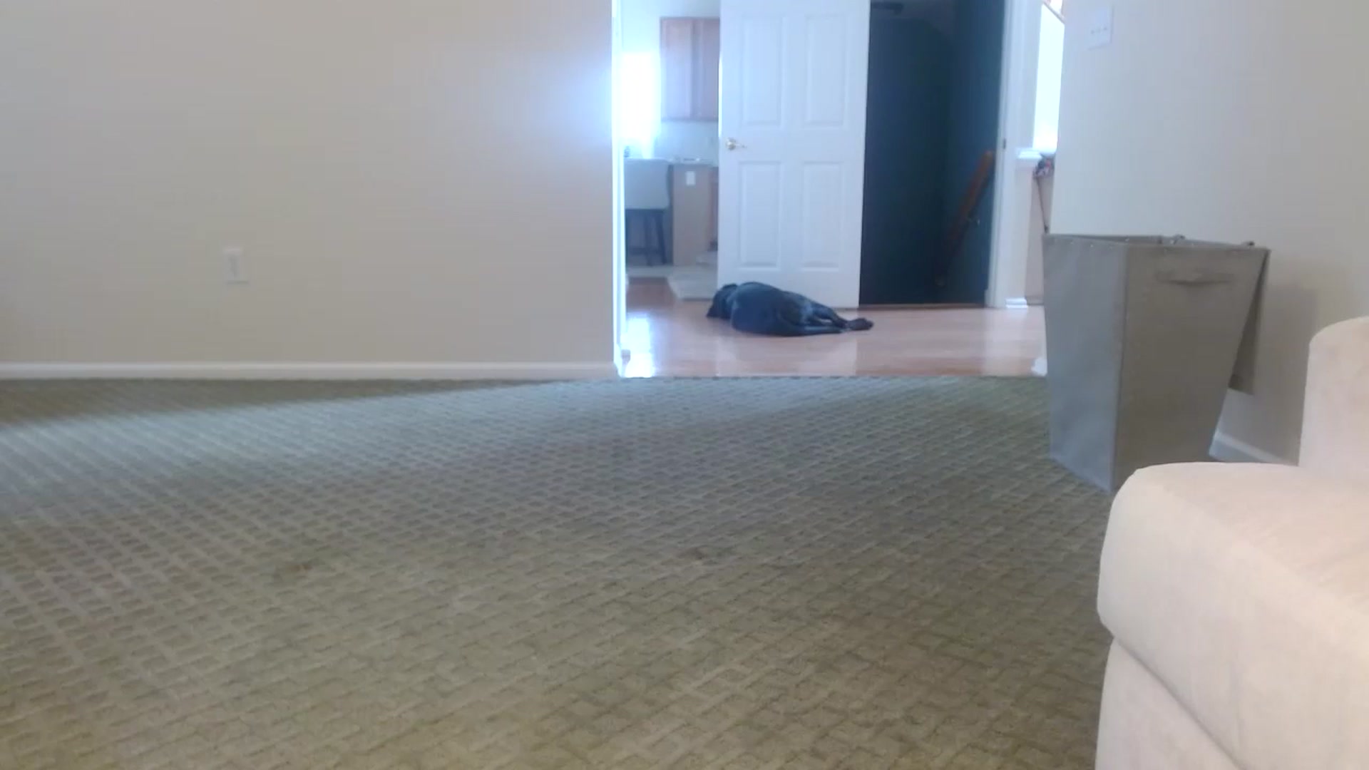 Gallery image thumbnail from Hayleebaby's myfreecams stream on, 11/09/2023, 17:29 image 7 of 20