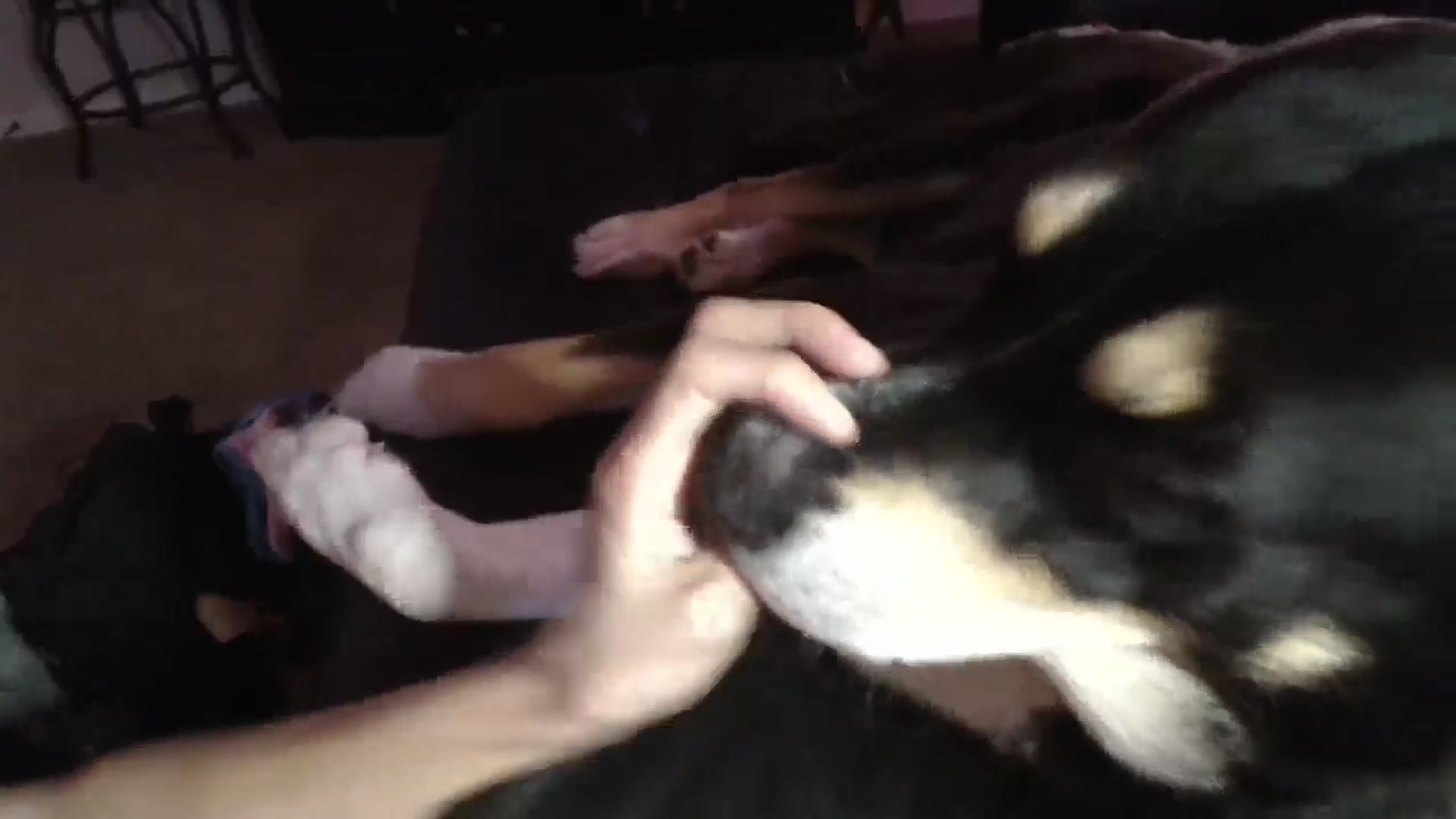 Gallery image thumbnail from HeidiKlumsy's myfreecams stream on, 05/29/2024, 05:15 image 2 of 20