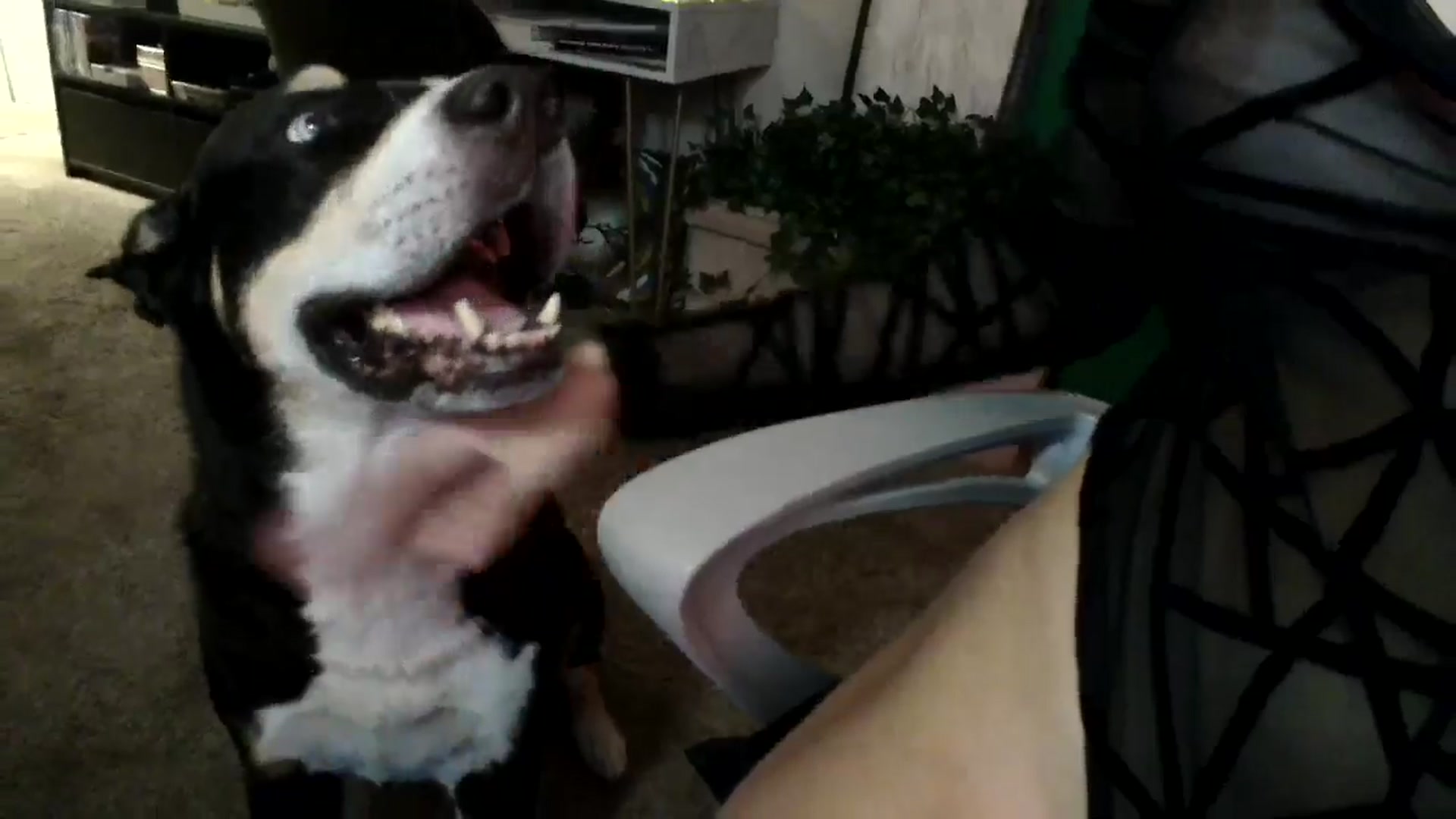 Gallery image thumbnail from HeidiKlumsy's myfreecams stream on, 11/09/2024, 09:48 image 12 of 20