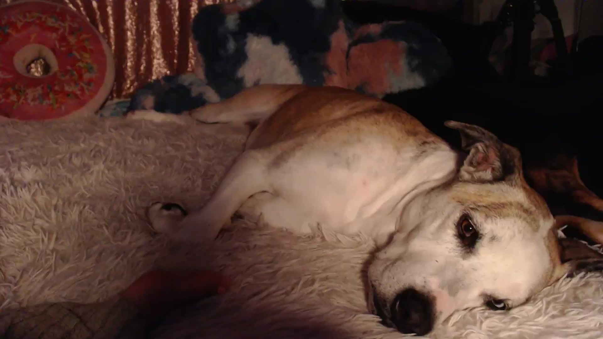Gallery image thumbnail from HeidiKlumsy's myfreecams stream on, 11/11/2024, 09:52 image 15 of 20