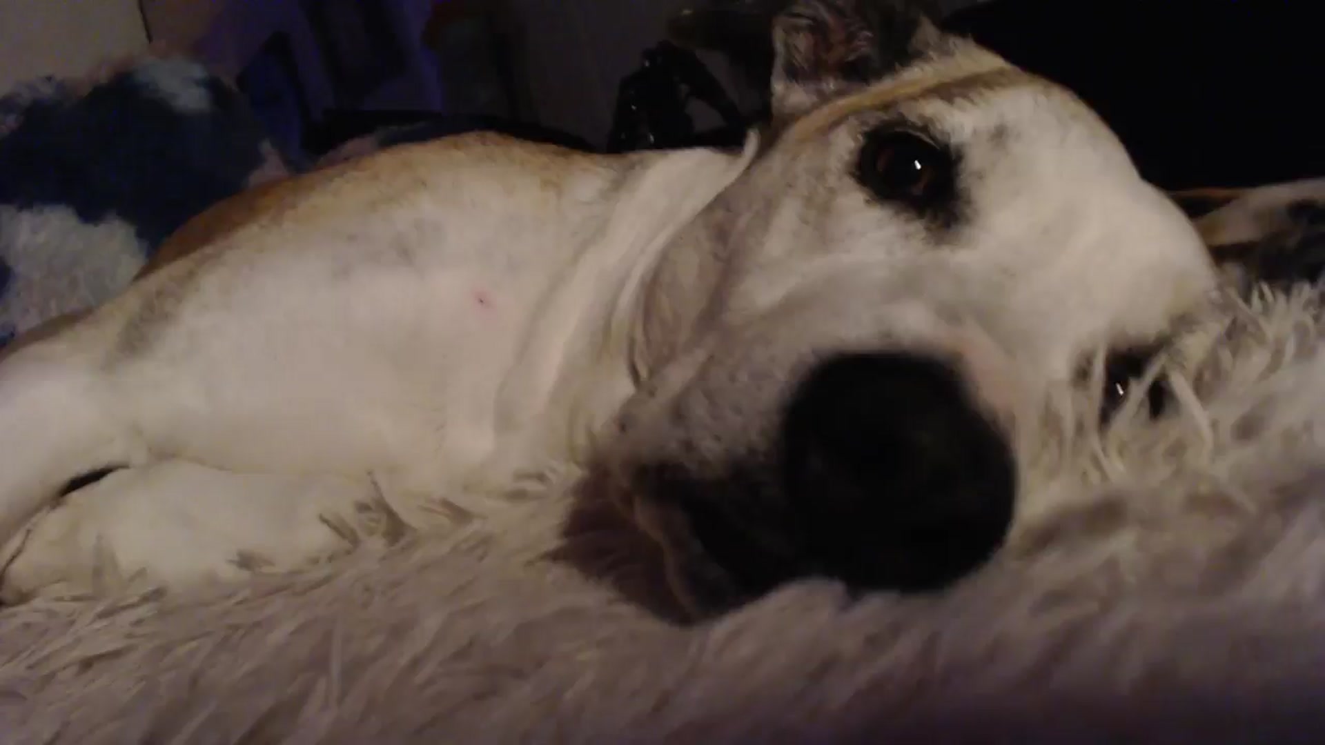 Gallery image thumbnail from HeidiKlumsy's myfreecams stream on, 11/11/2024, 09:52 image 9 of 20
