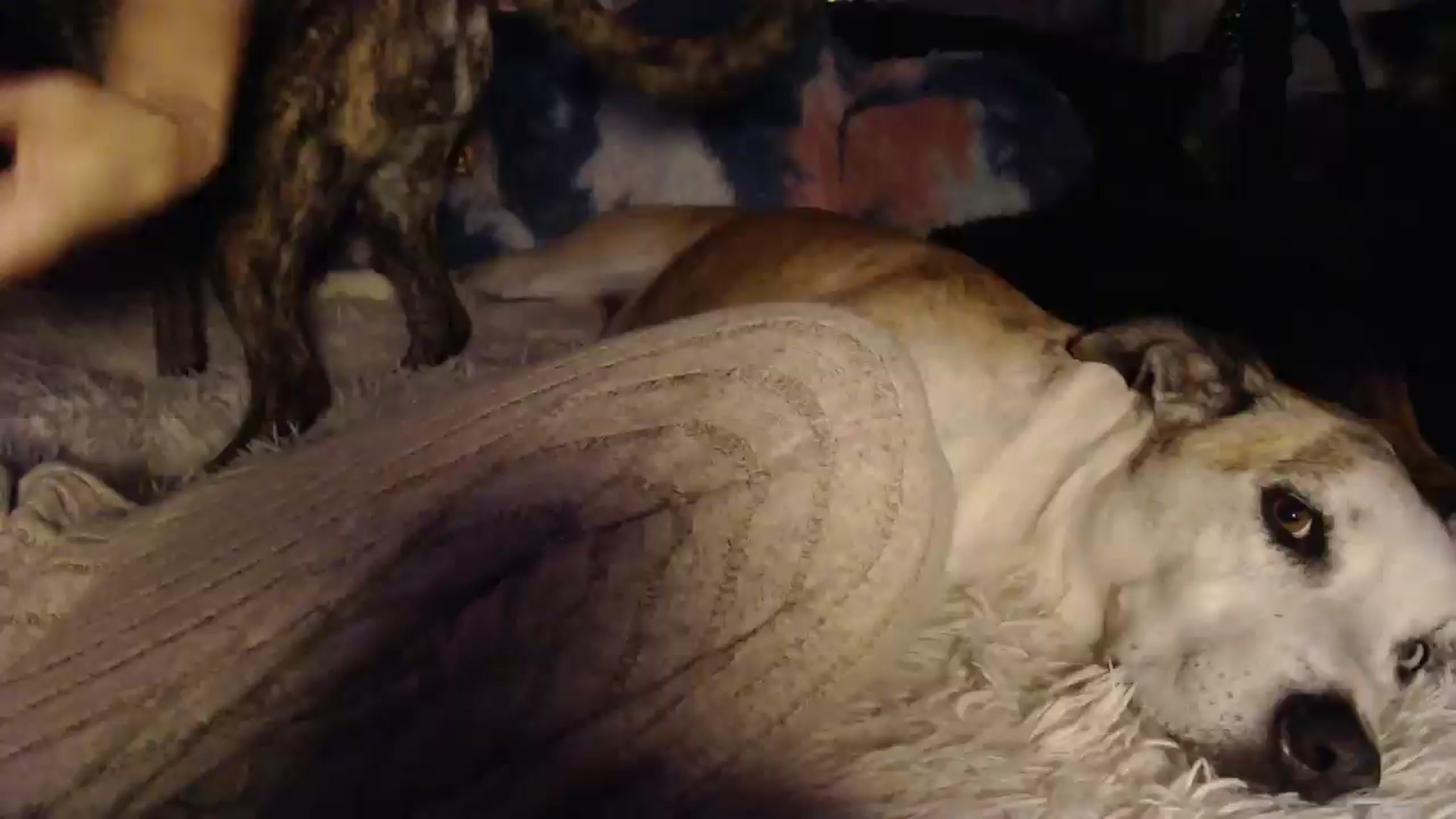 Gallery image thumbnail from HeidiKlumsy's myfreecams stream on, 11/11/2024, 09:52 image 16 of 20