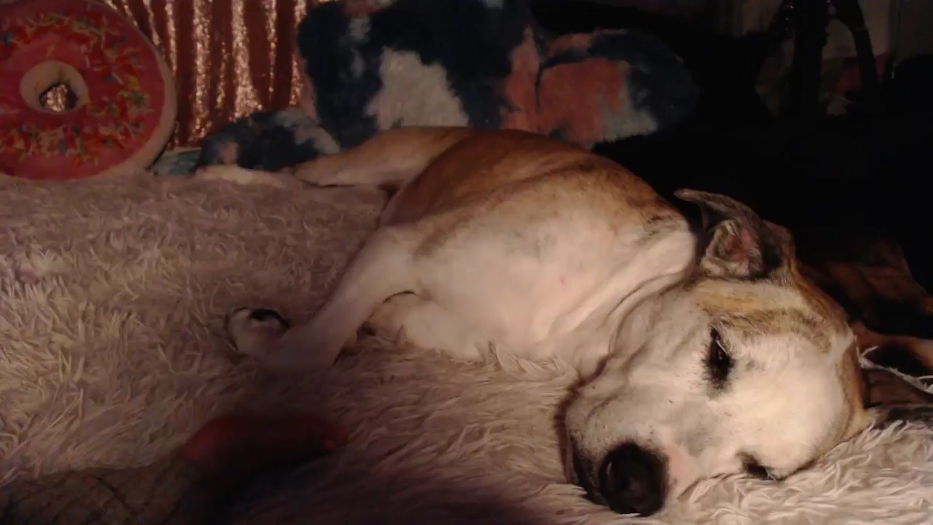Gallery image thumbnail from HeidiKlumsy's myfreecams stream on, 11/11/2024, 09:52 image 12 of 20