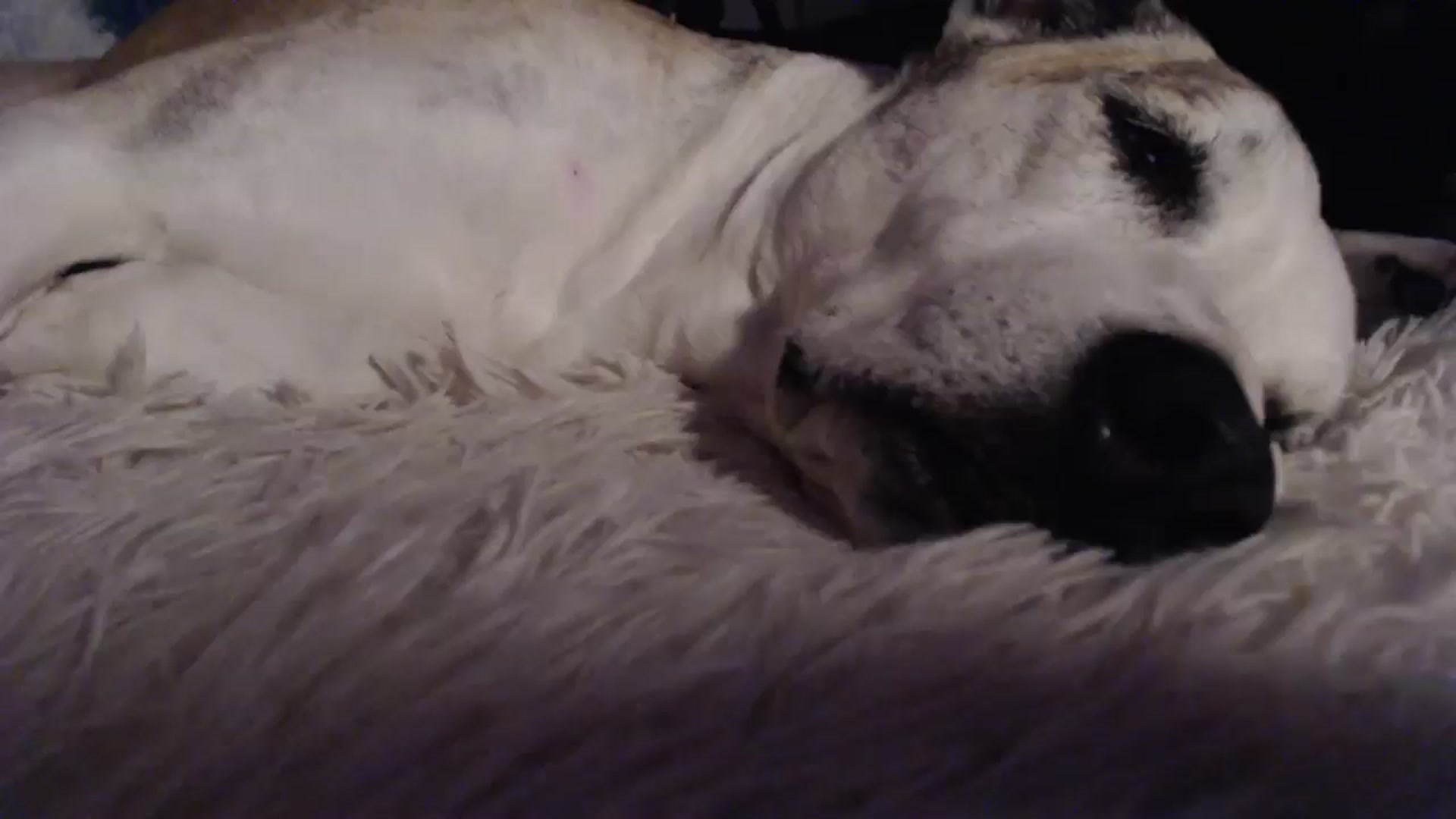 Gallery image thumbnail from HeidiKlumsy's myfreecams stream on, 11/11/2024, 09:52 image 10 of 20