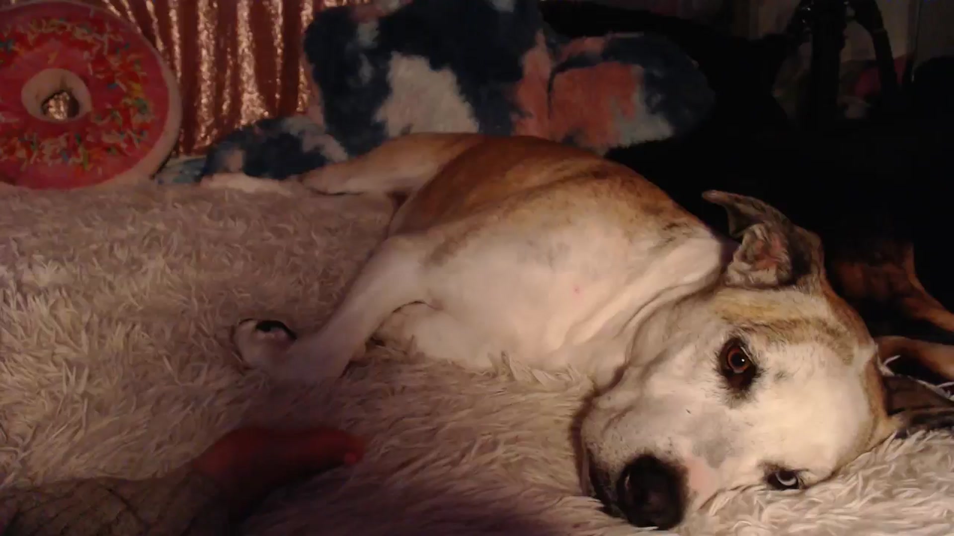Gallery image thumbnail from HeidiKlumsy's myfreecams stream on, 11/11/2024, 09:52 image 14 of 20