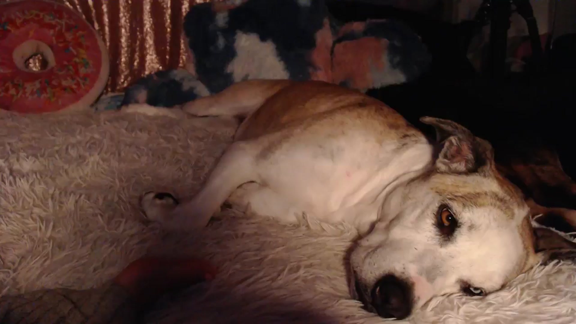 Gallery image thumbnail from HeidiKlumsy's myfreecams stream on, 11/11/2024, 09:52 image 13 of 20