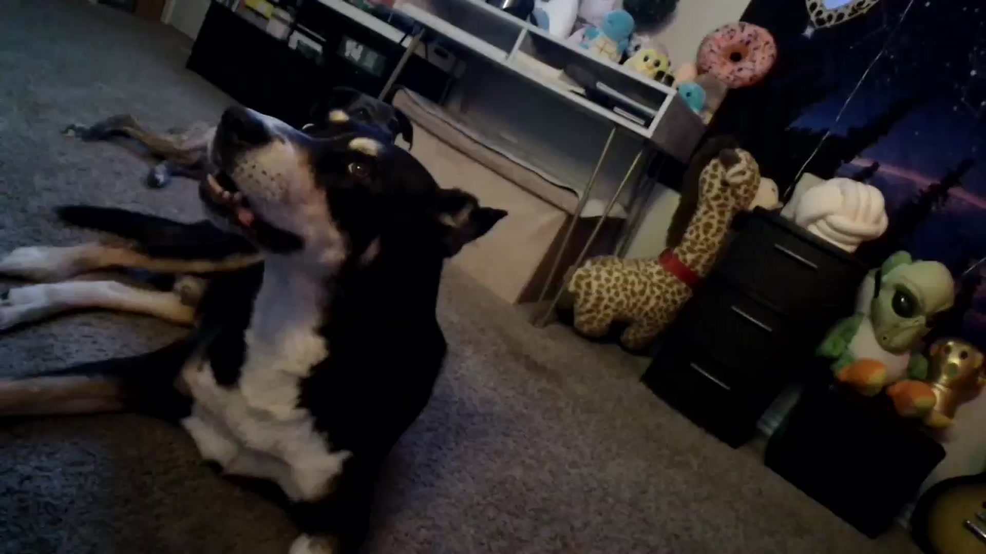 Gallery image thumbnail from HeidiKlumsy's myfreecams stream on, 03/20/2025, 06:27 image 19 of 20