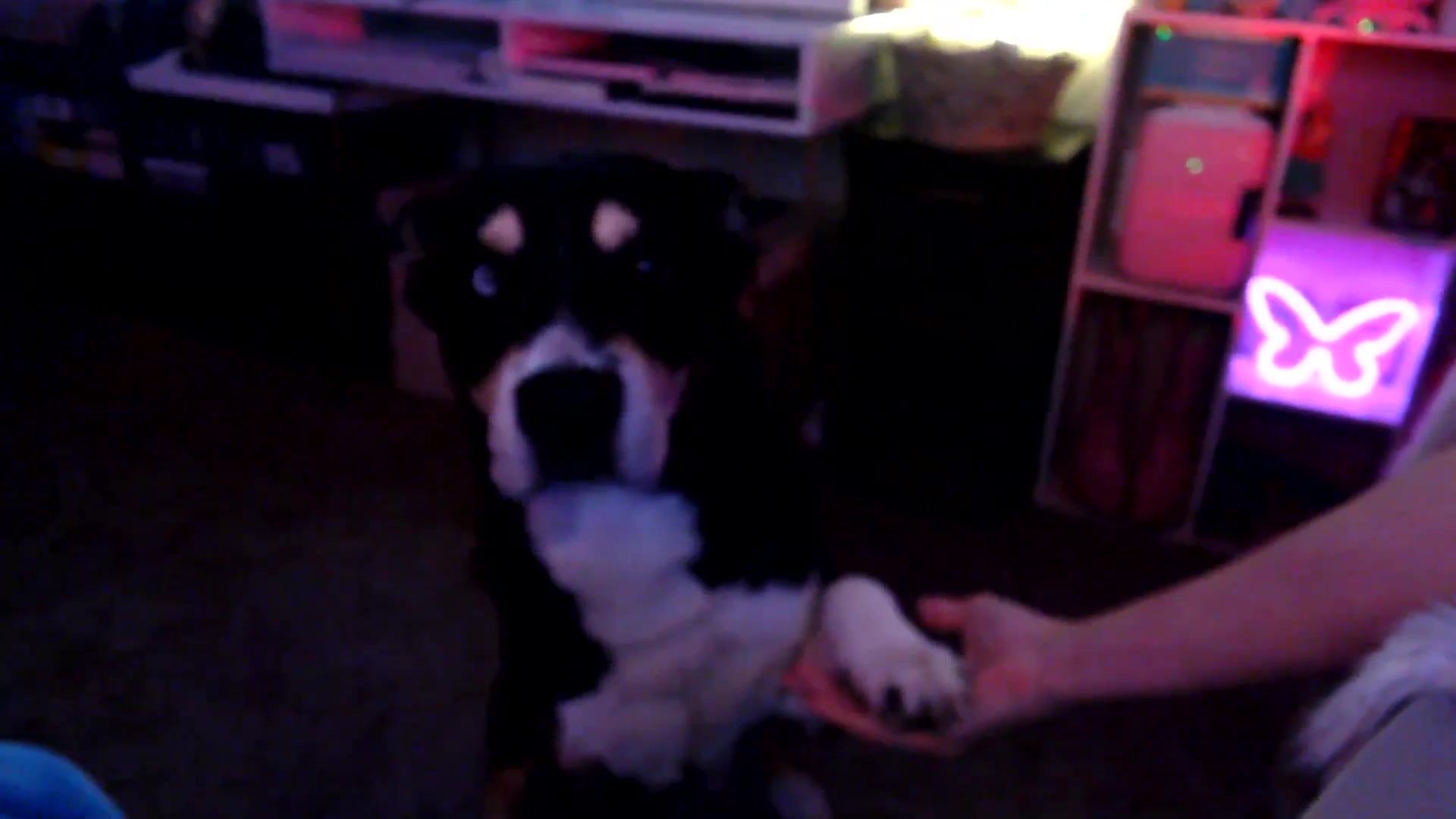 Gallery image thumbnail from HeidiKlumsy's myfreecams stream on, 11/23/2025, 06:18 image 14 of 20