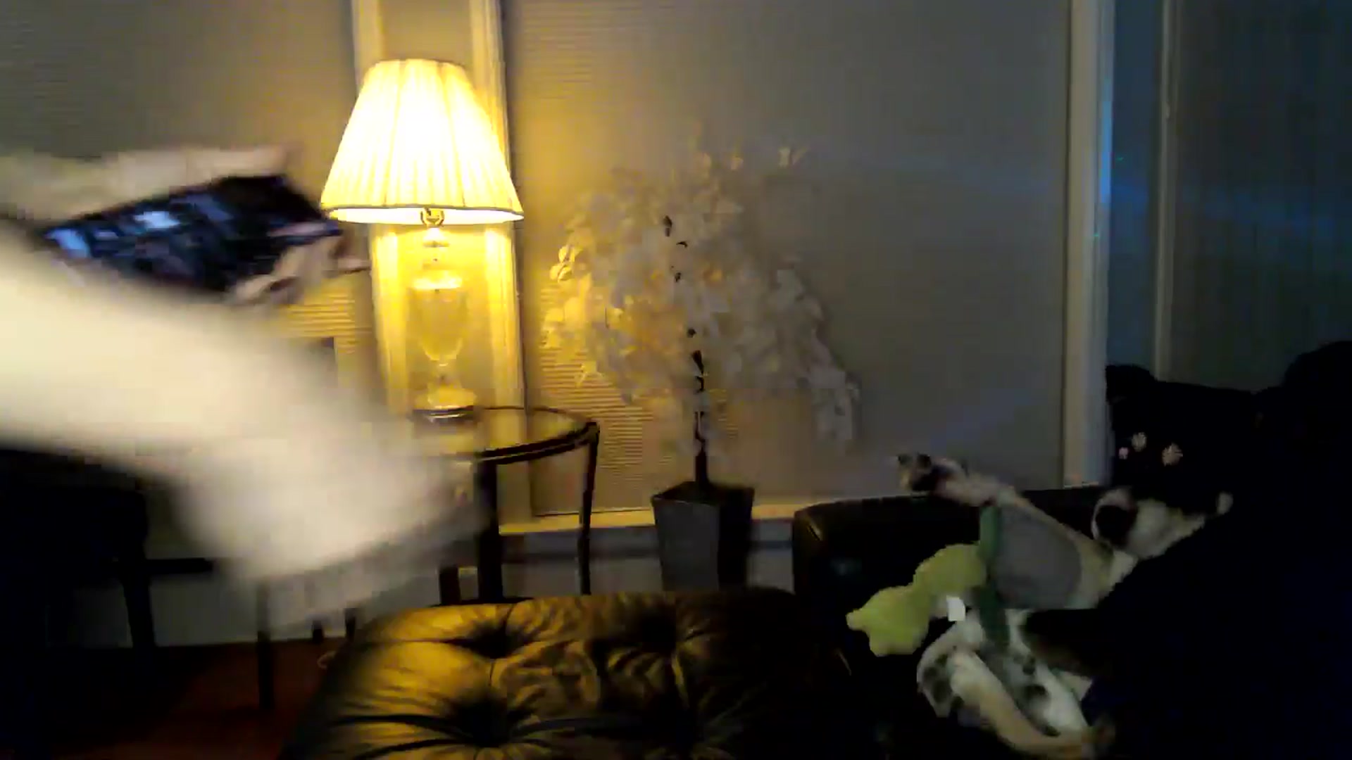 Gallery image thumbnail from HeidiKlumsy's myfreecams stream on, 01/04/2026, 01:54 image 14 of 20